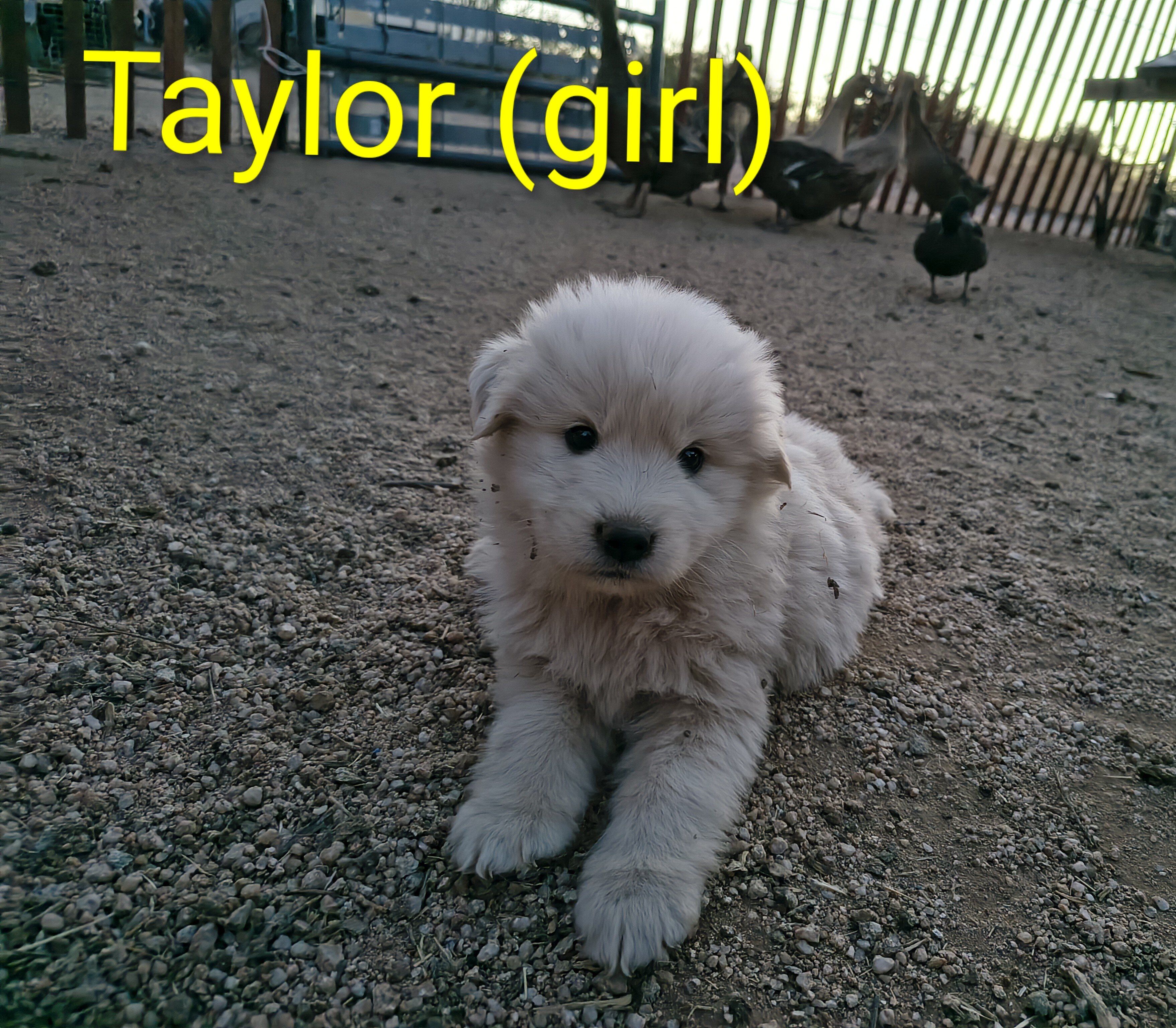 Maremma Sheepdog/ Great Pyrenees image 8