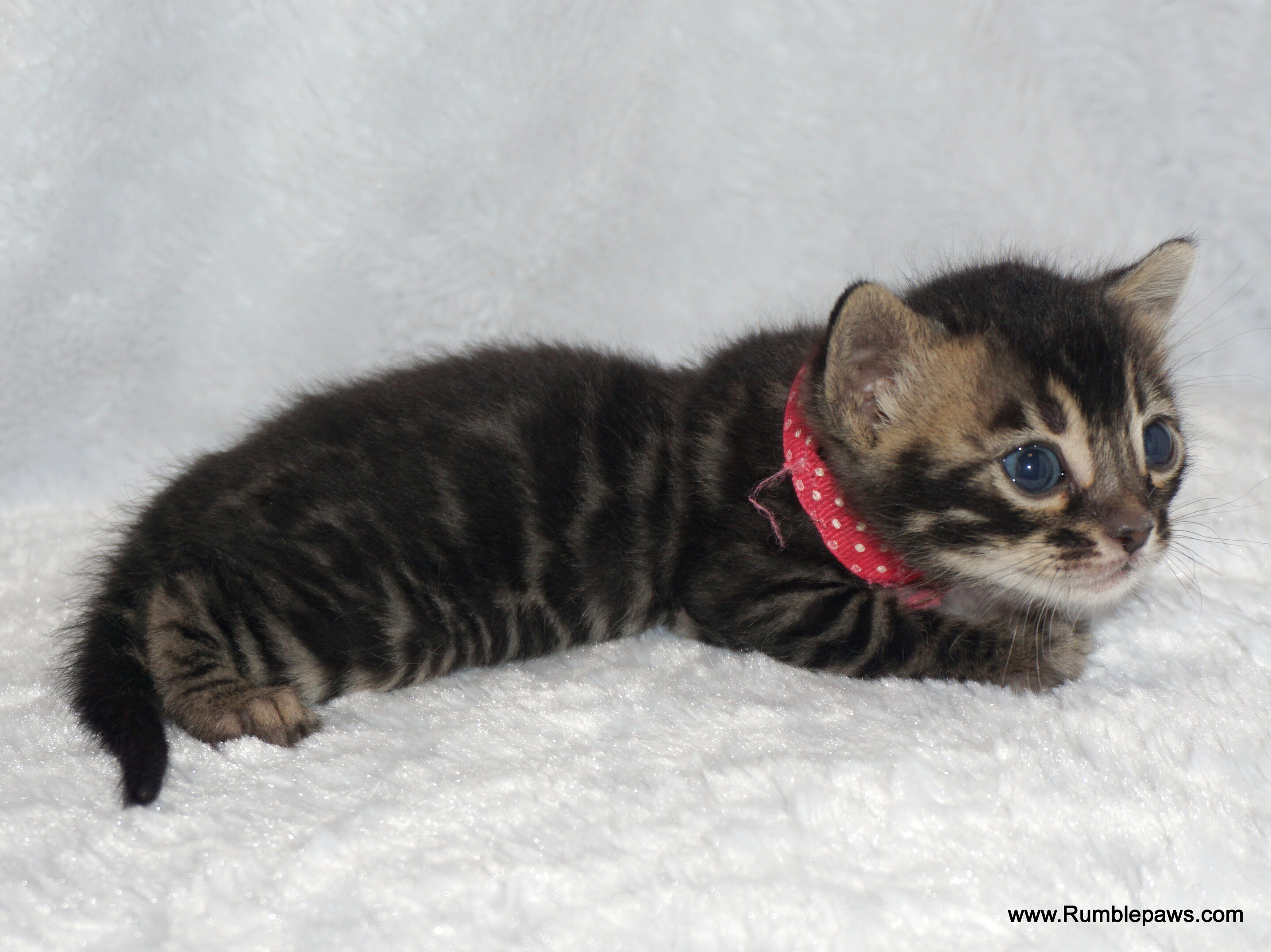 Little Bengal charcoal female (reasonable offers) image 2
