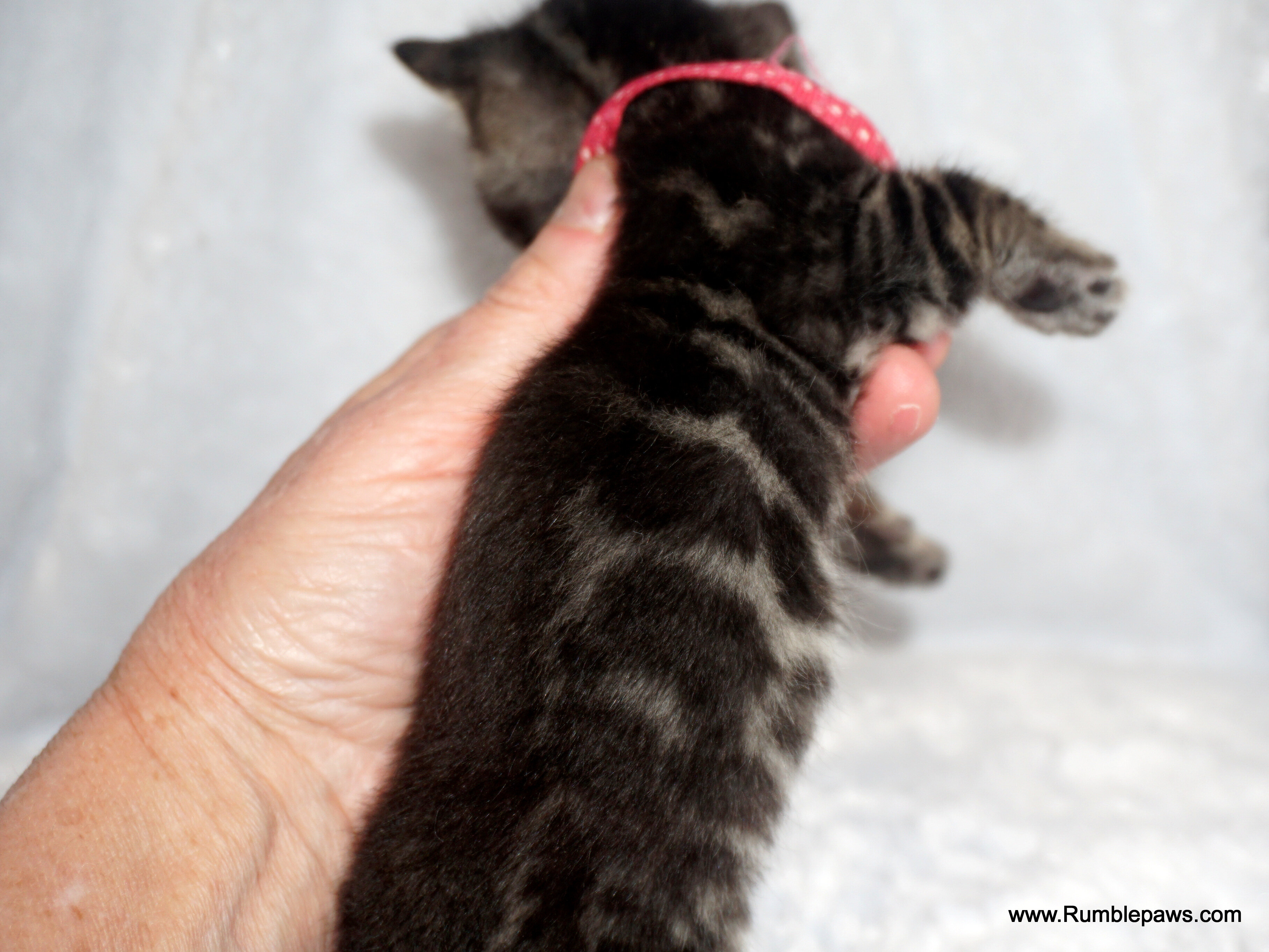 Little Bengal charcoal female (reasonable offers) image 3