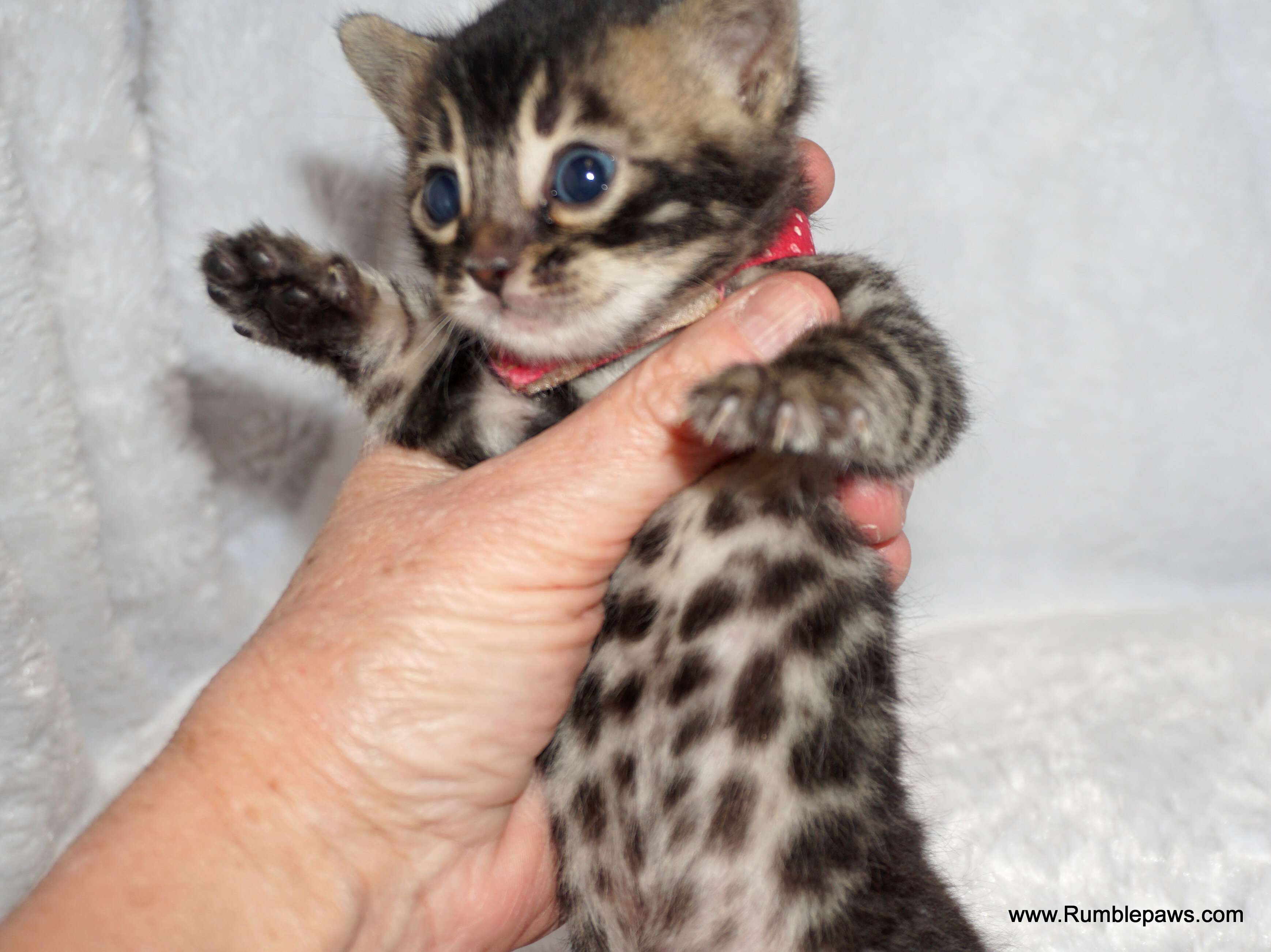 Little Bengal charcoal female (reasonable offers) image 5