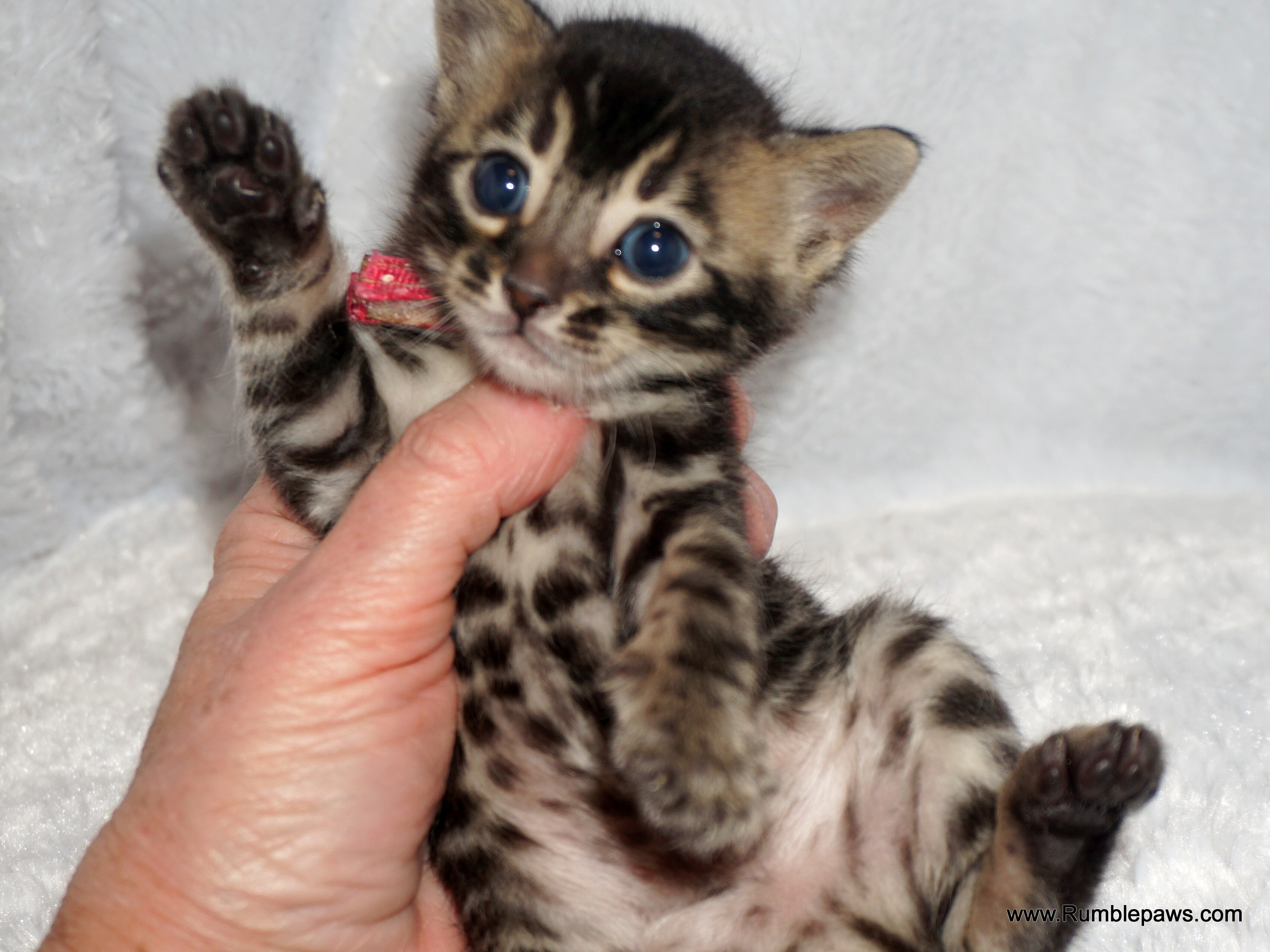 Little Bengal charcoal female (reasonable offers) image 1