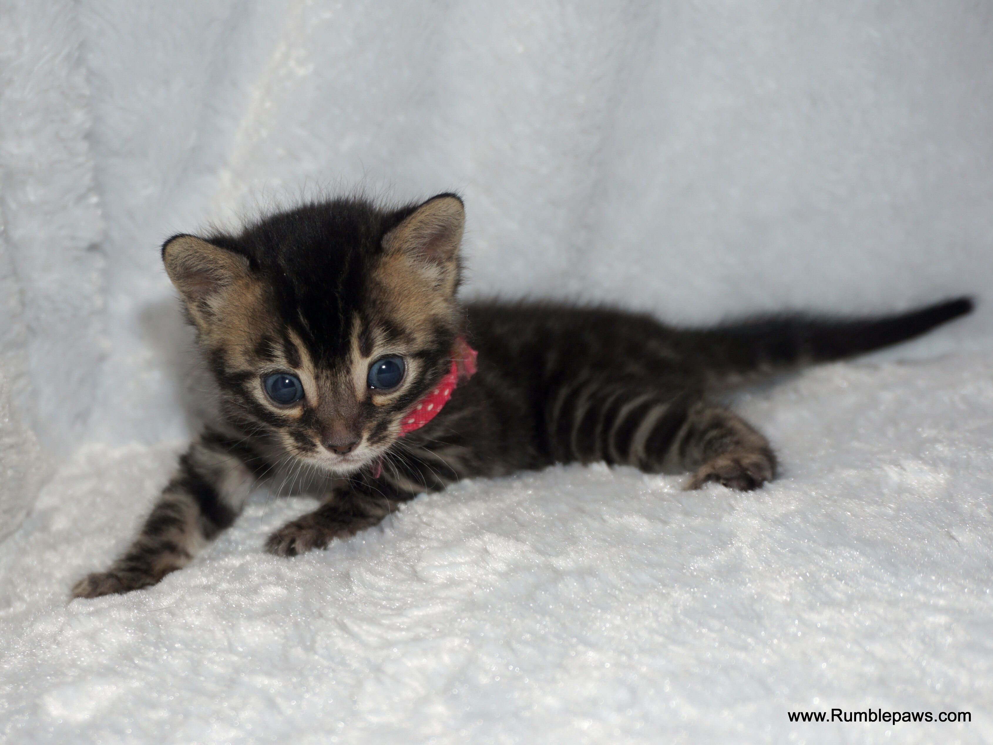 Little Bengal charcoal female (reasonable offers) image 7