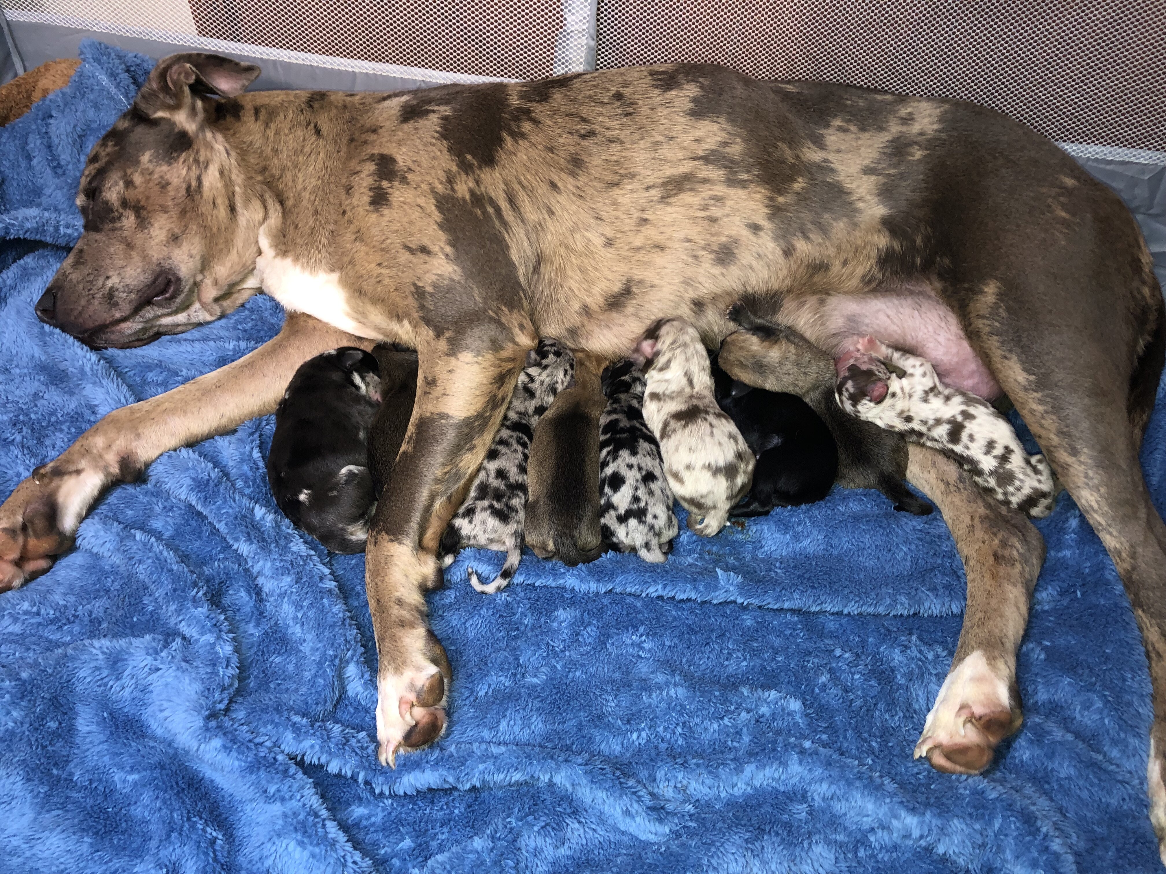 Cane corso catahoula image 1