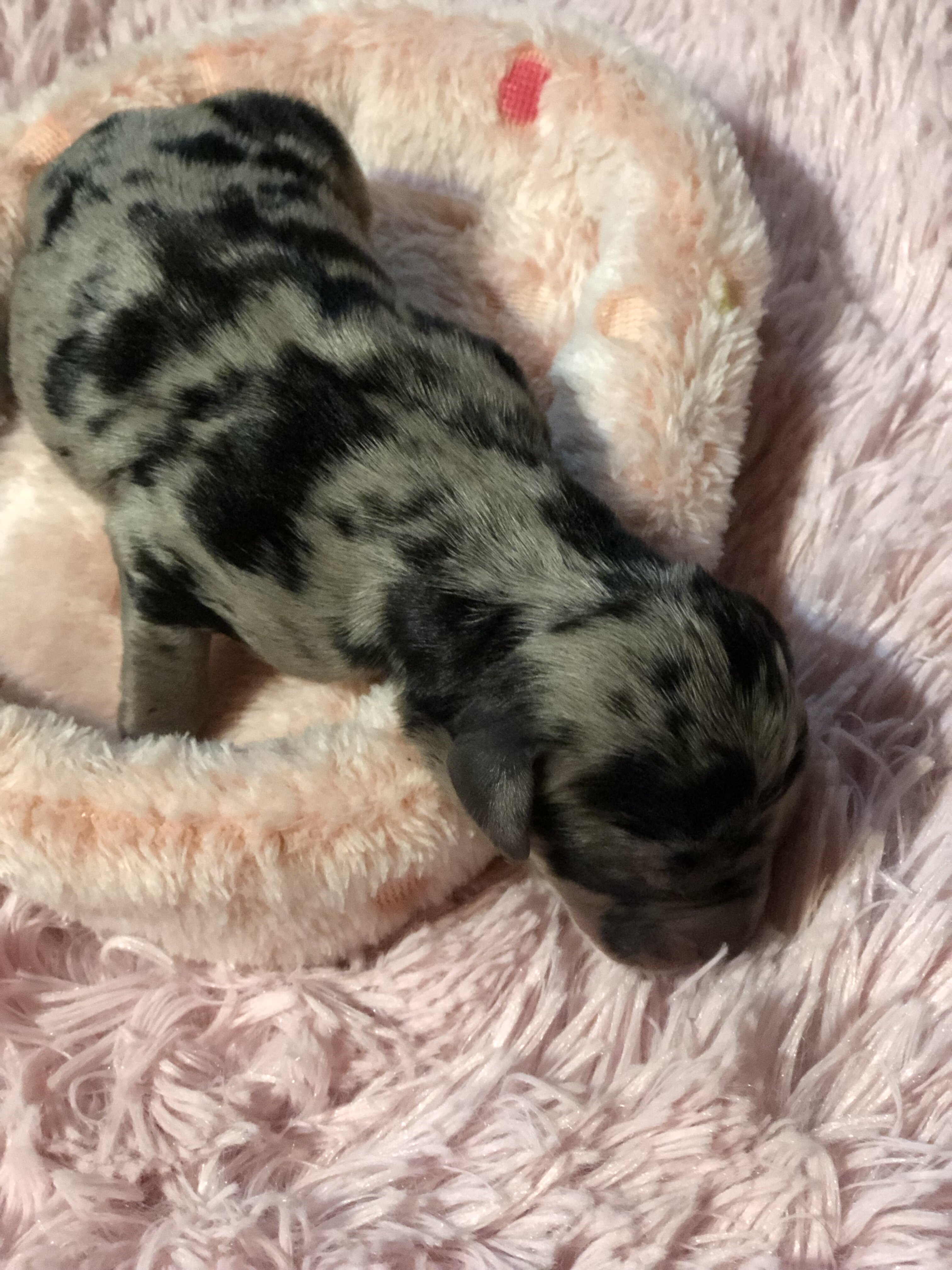 Cane corso catahoula image 3