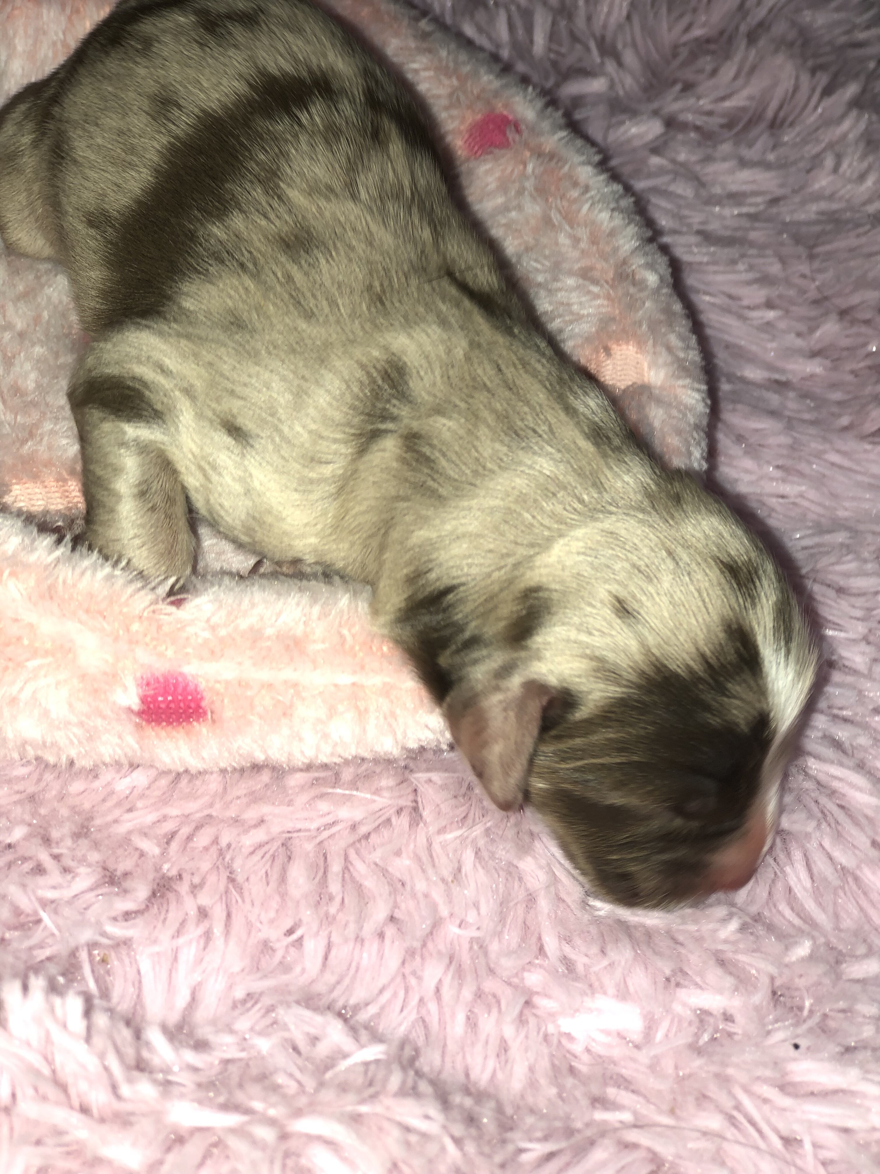 Cane corso catahoula image 4