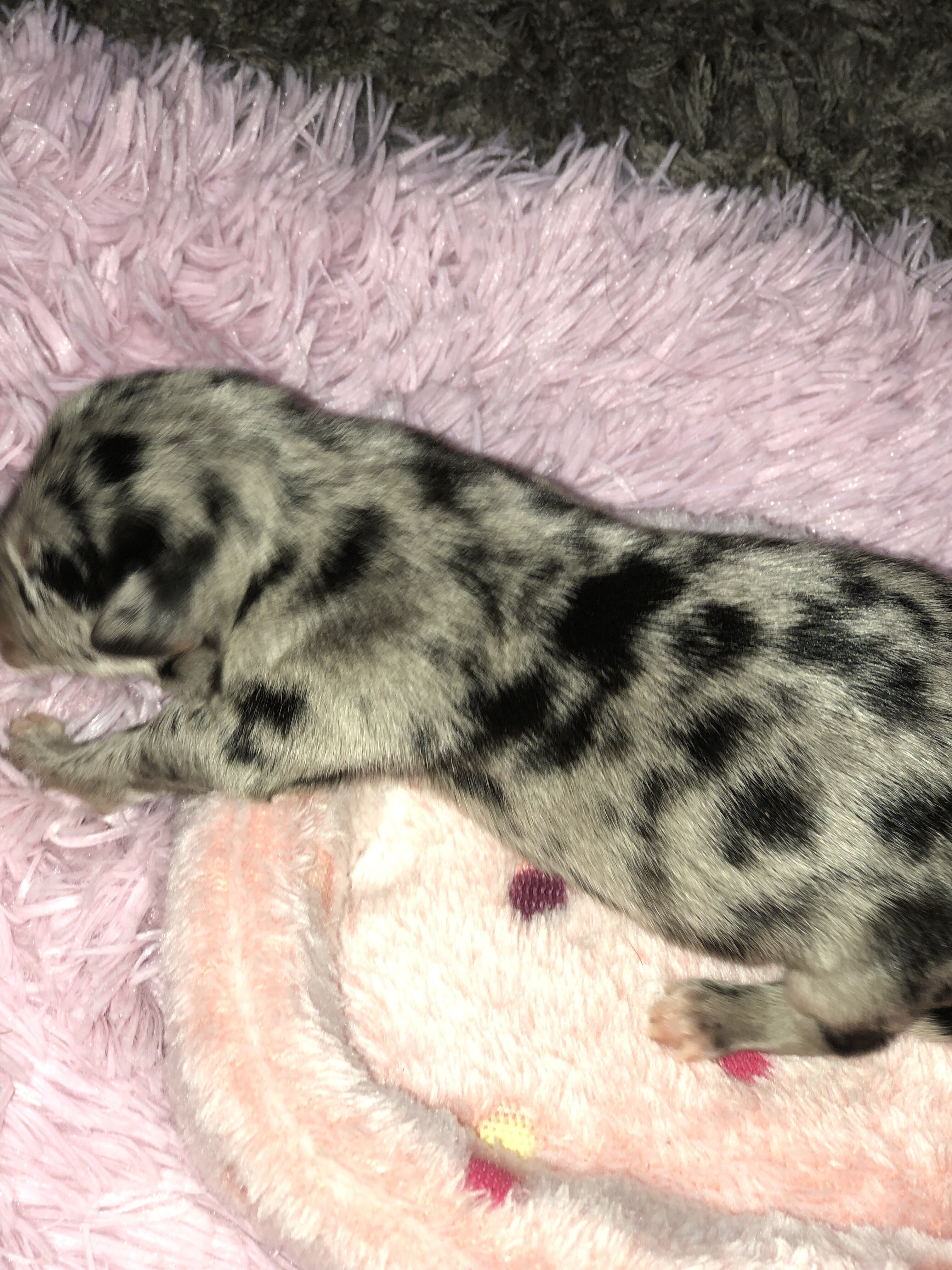 Cane corso catahoula image 5