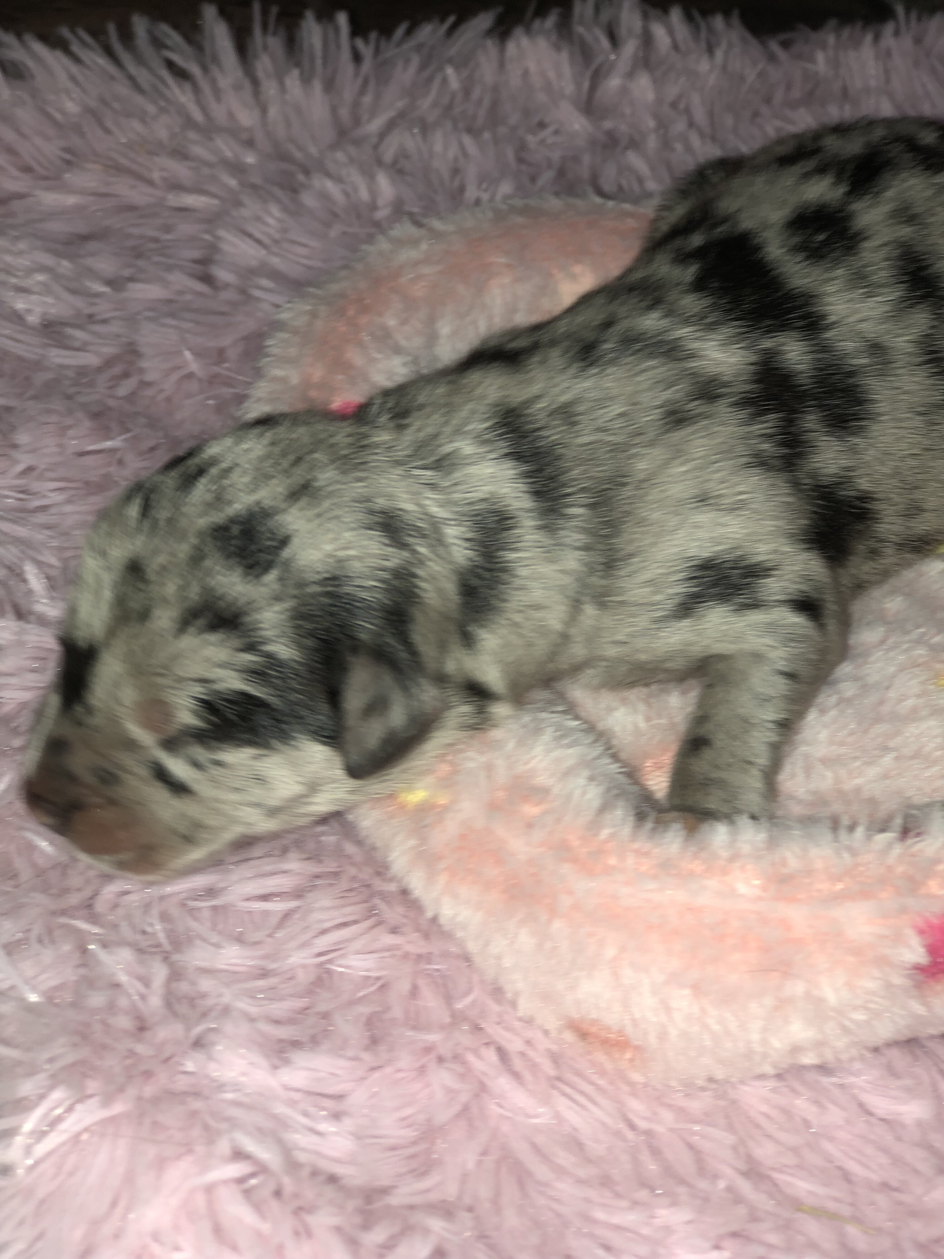 Cane corso catahoula image 6