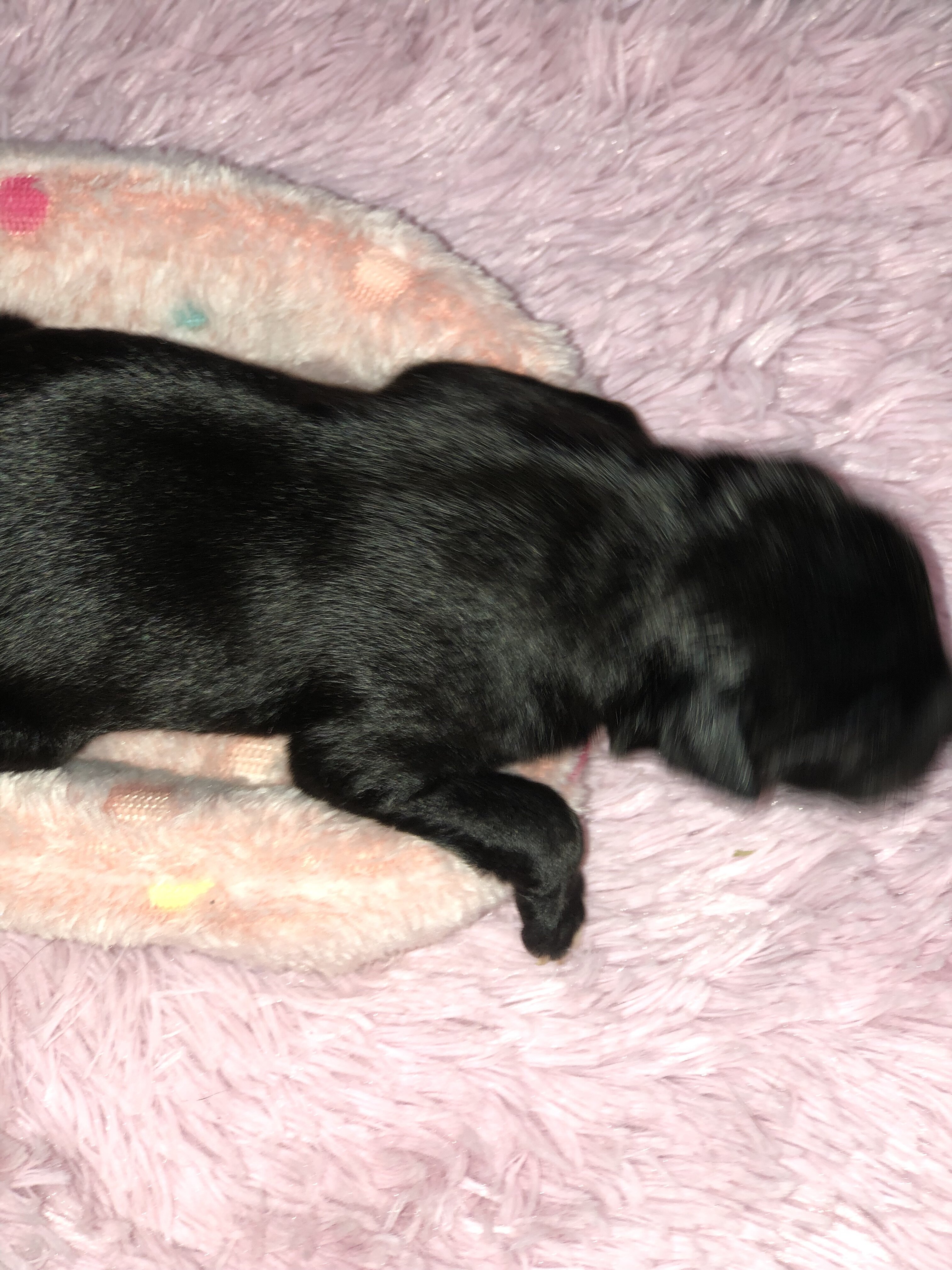 Cane corso catahoula image 7