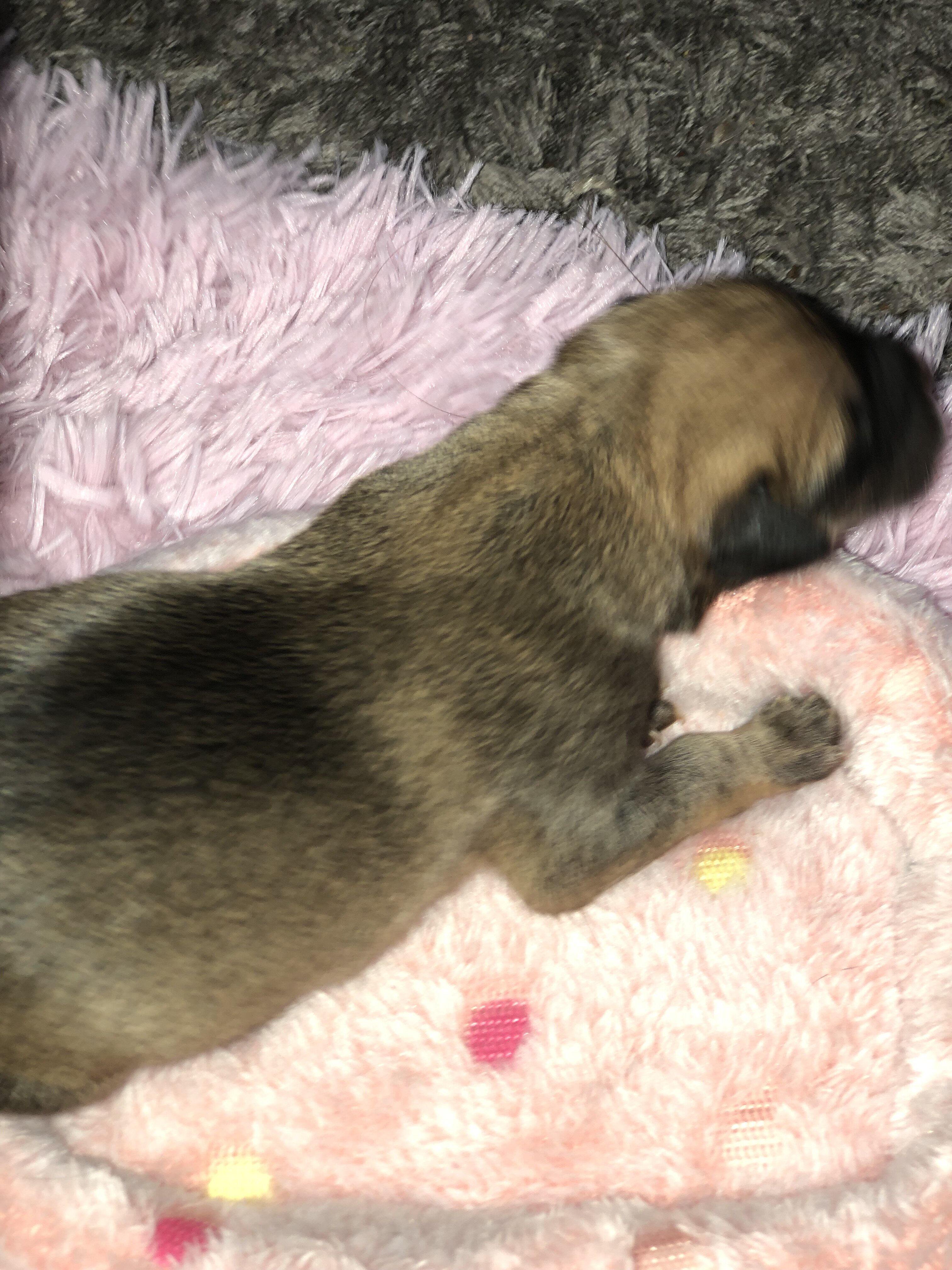 Cane corso catahoula image 8