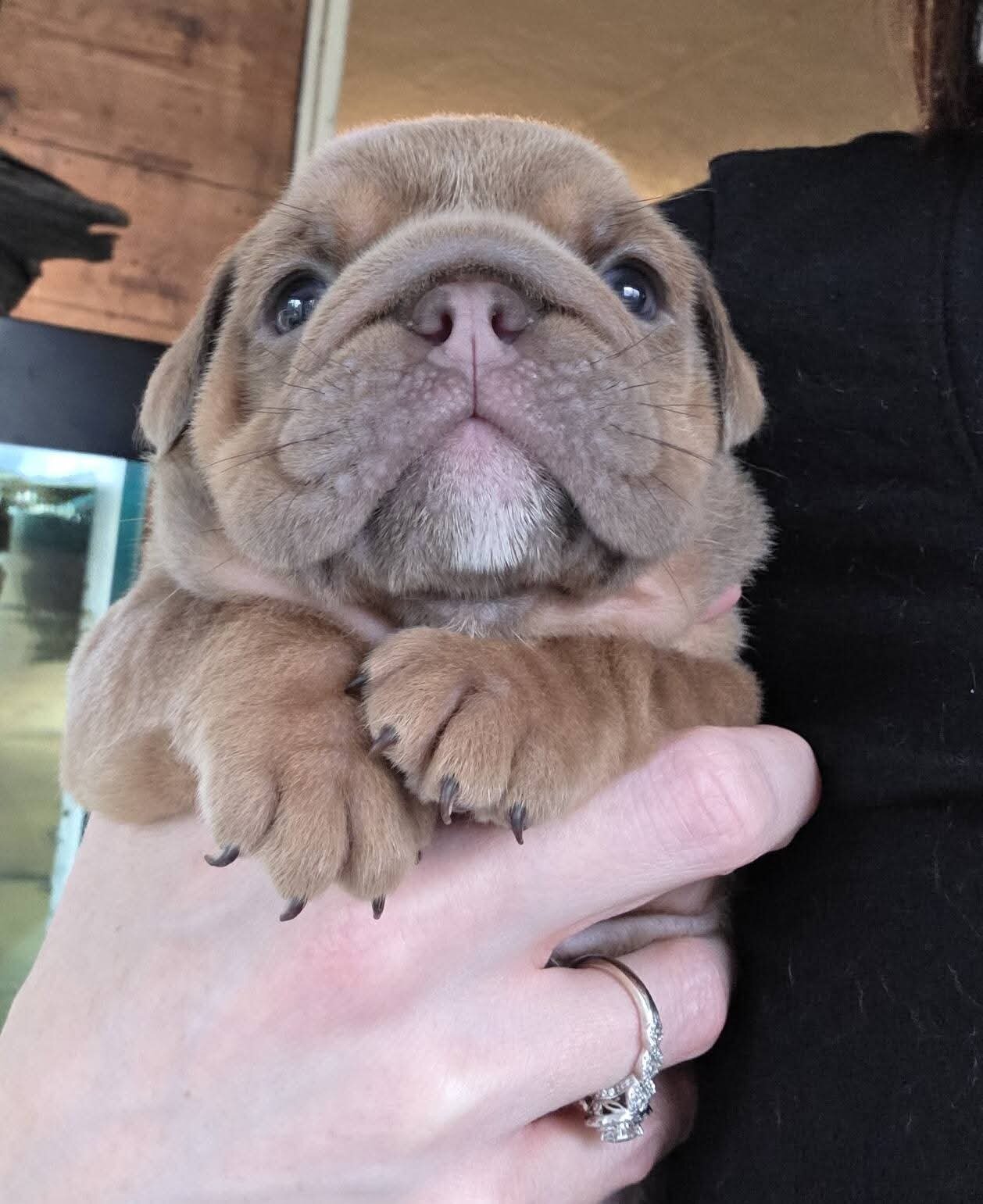 Adorable English bulldog puppies for adoption. image 2