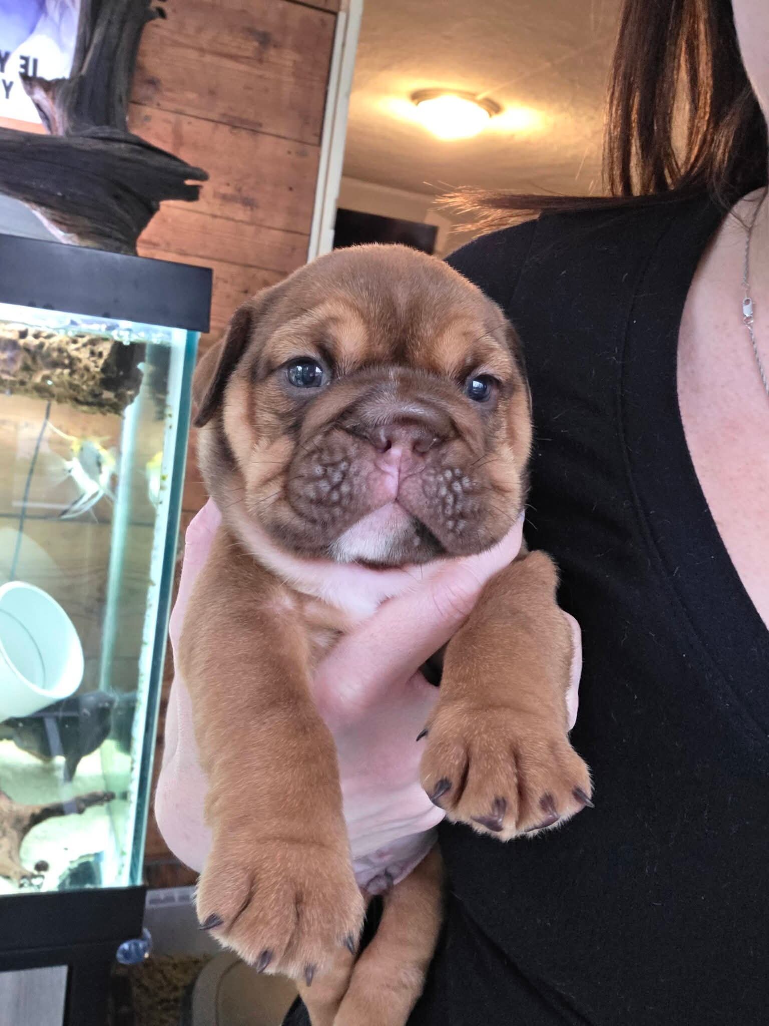 Adorable English bulldog puppies for adoption. image 1
