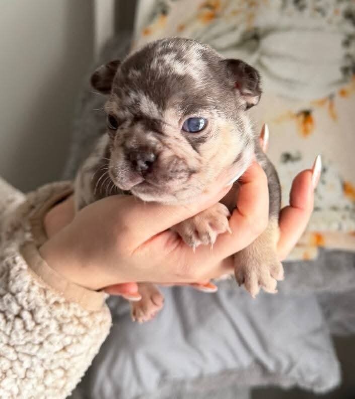 Intelligent English bulldog puppies for adoption. image 2