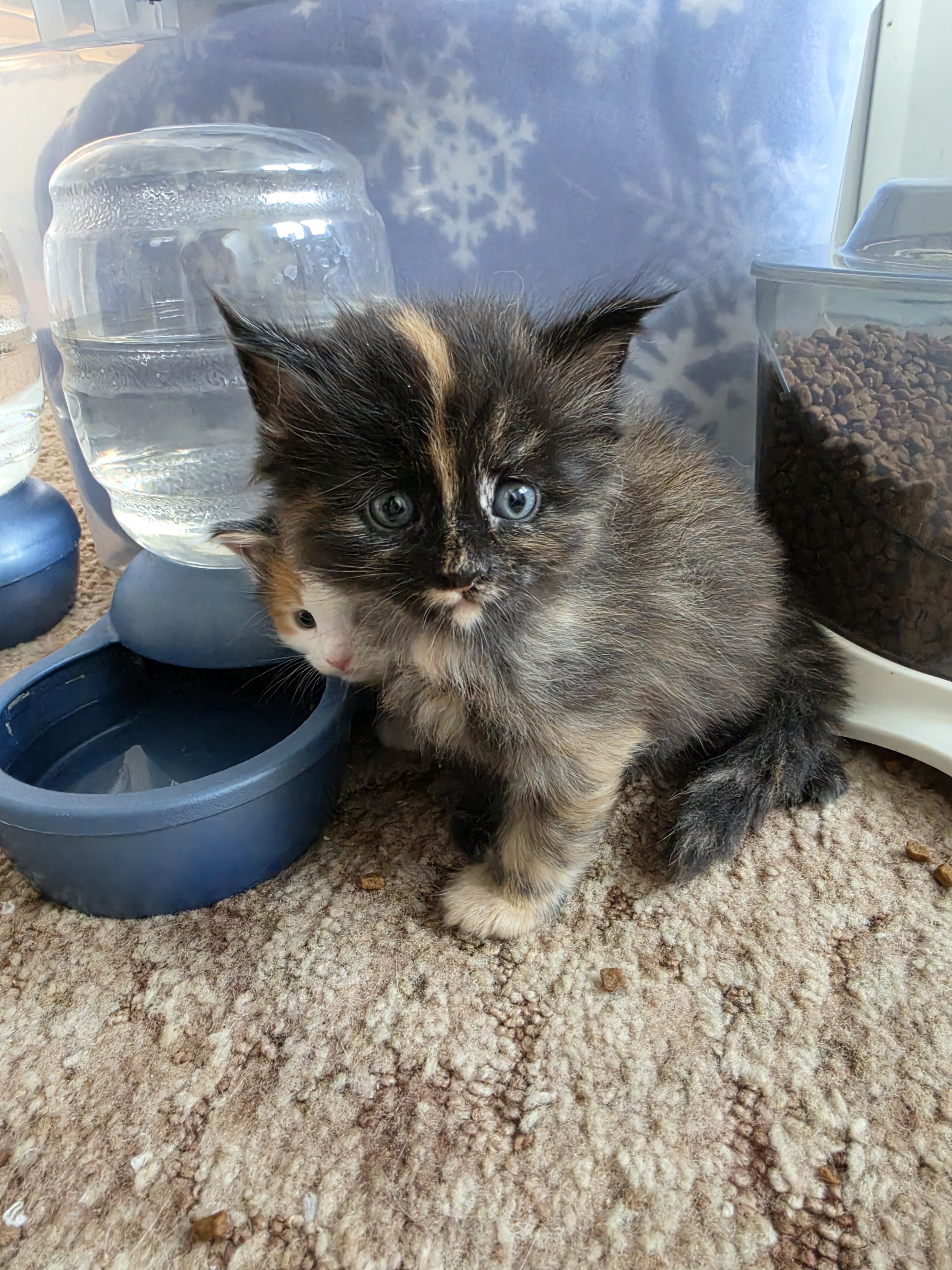 Maine coon kittens image 7