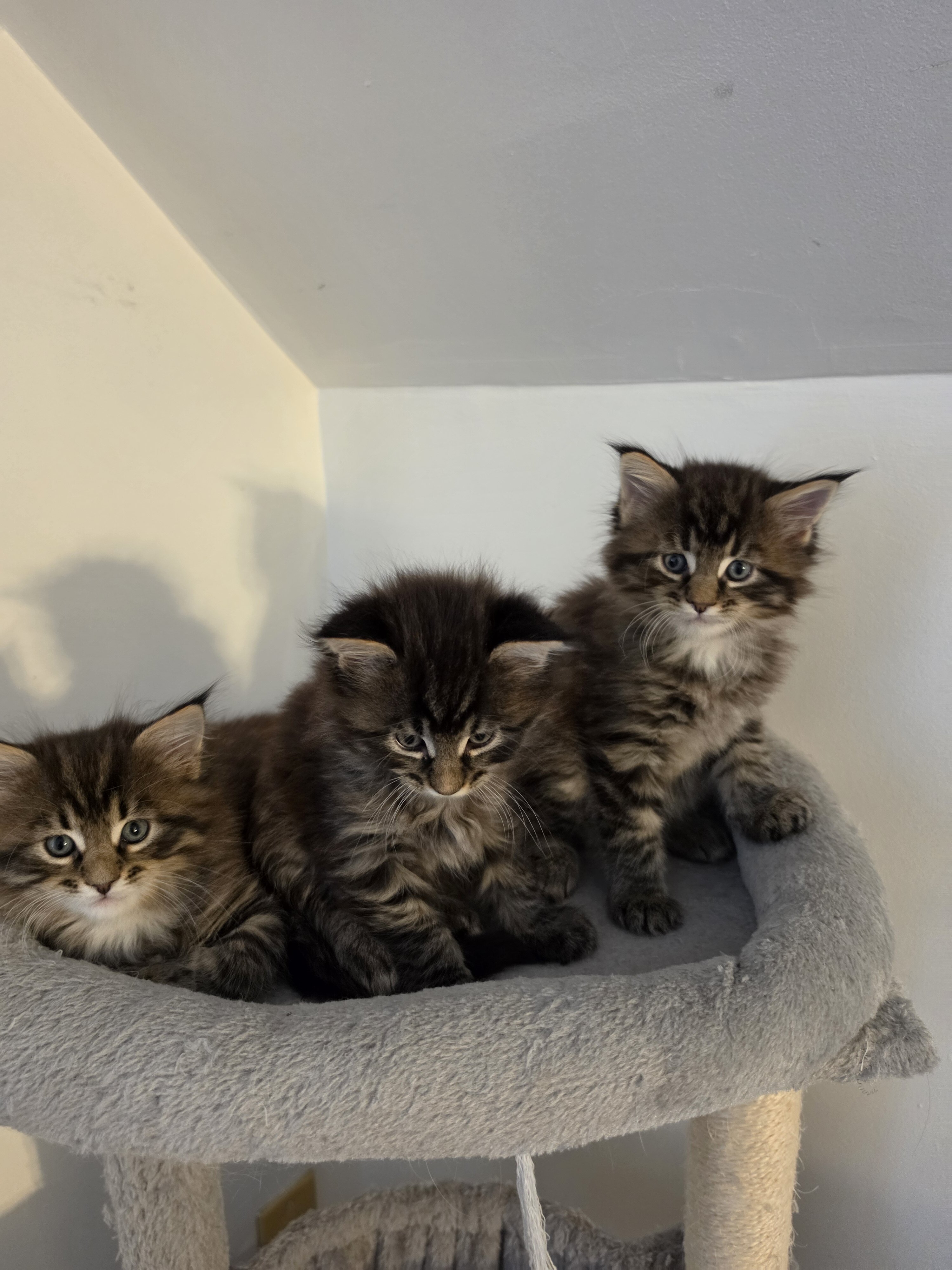 Maine coon kittens image 6