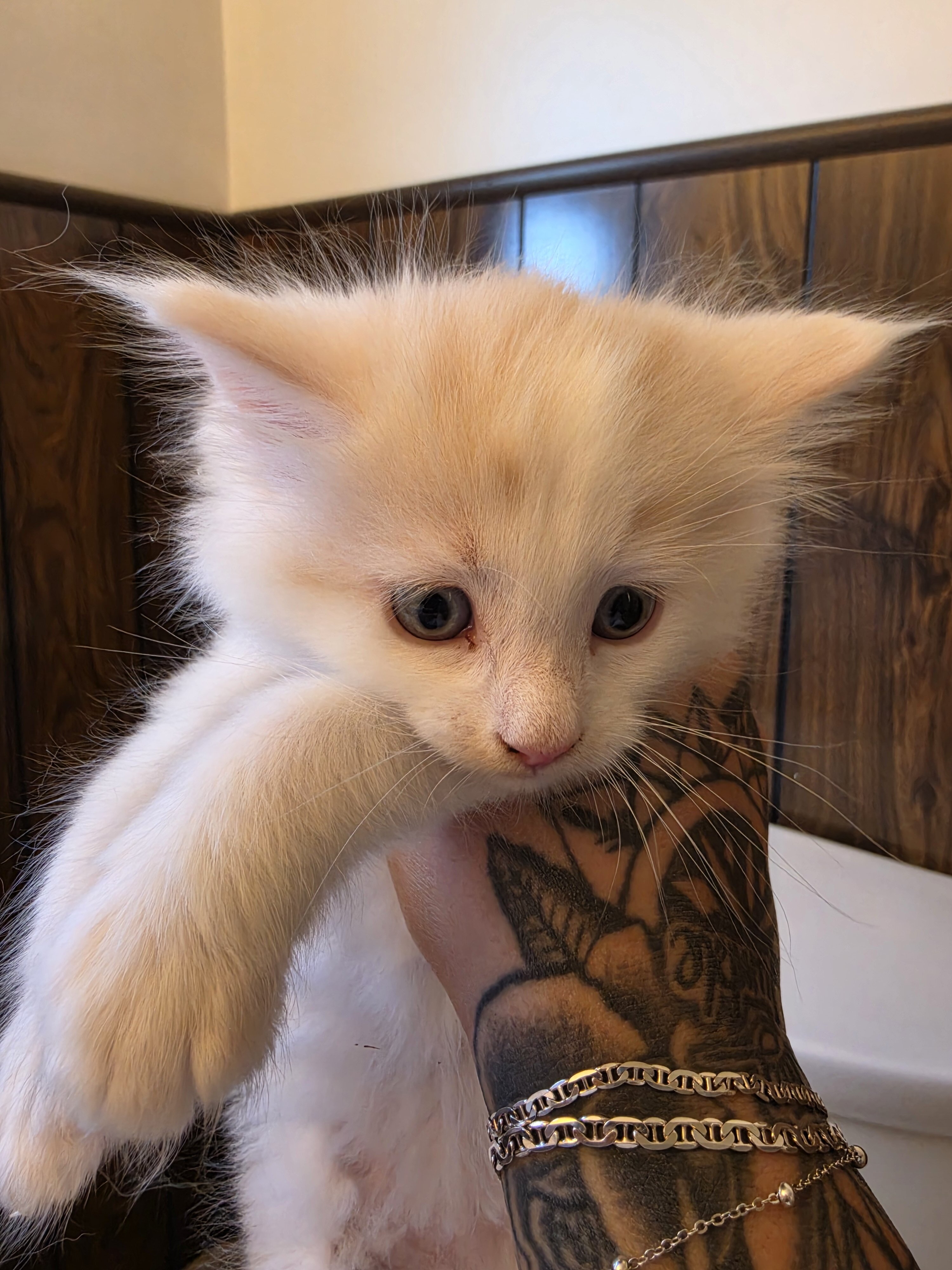 Maine coon kittens image 4