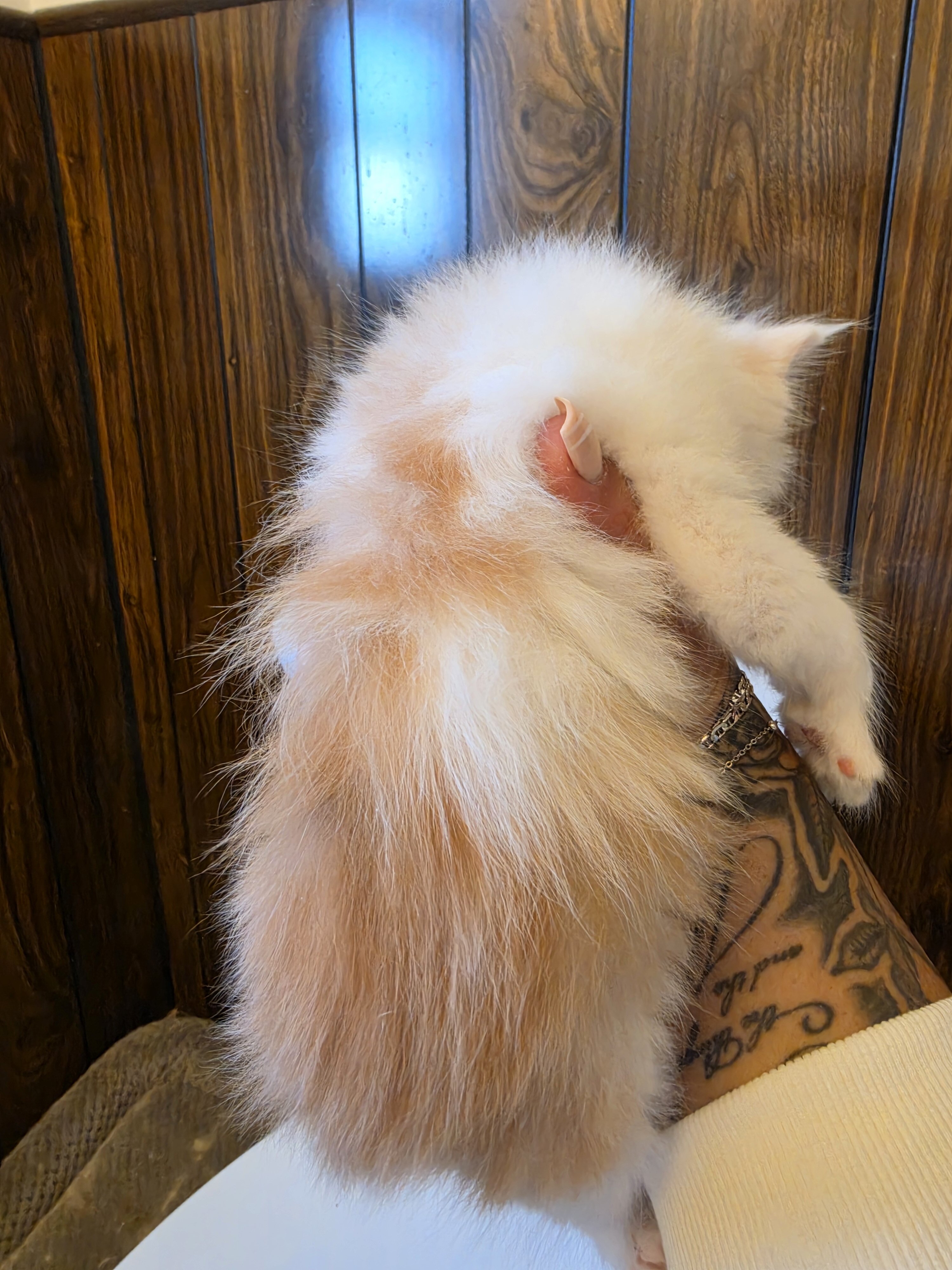 Maine coon kittens image 5