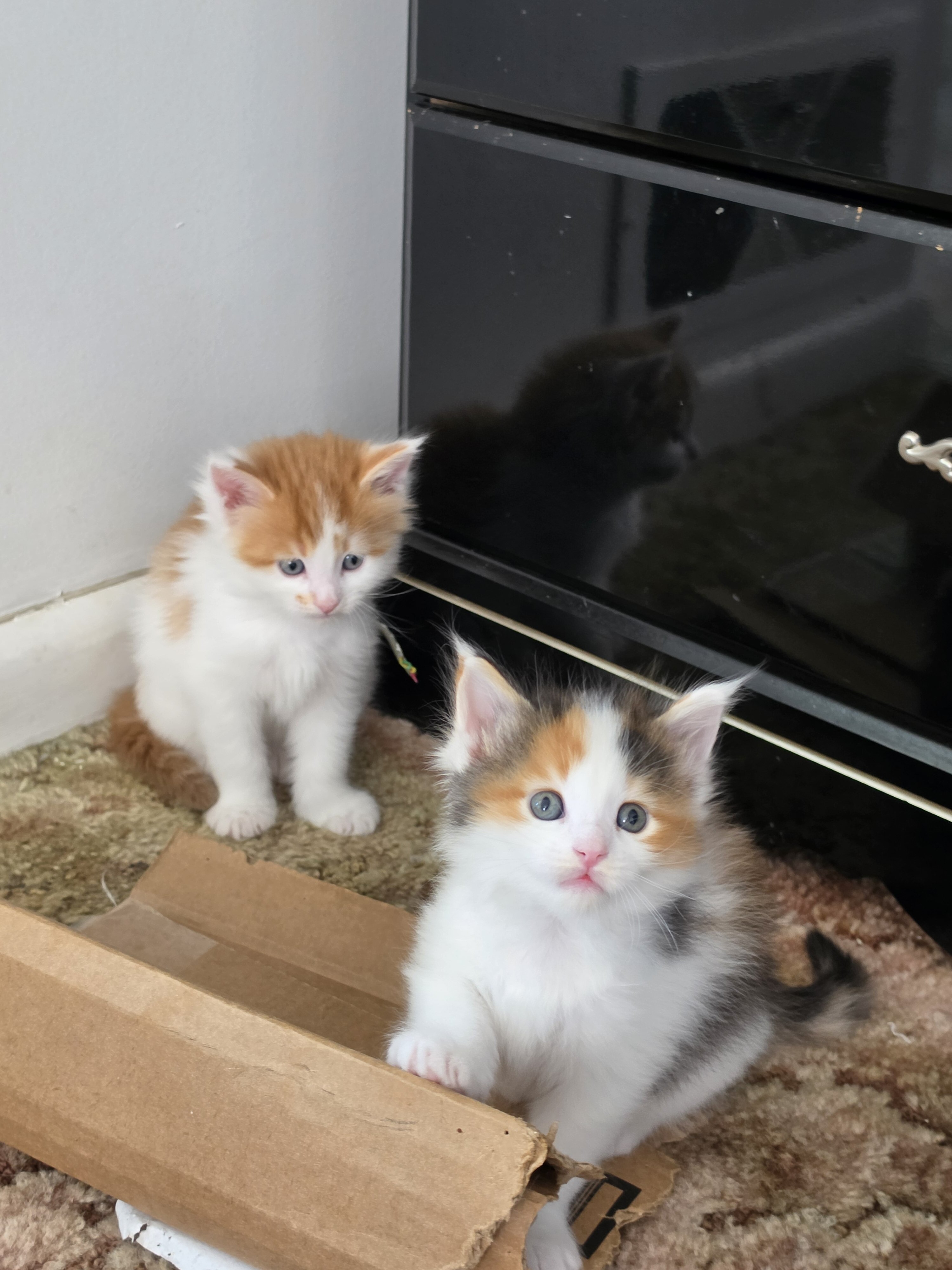 Maine coon kittens image 3