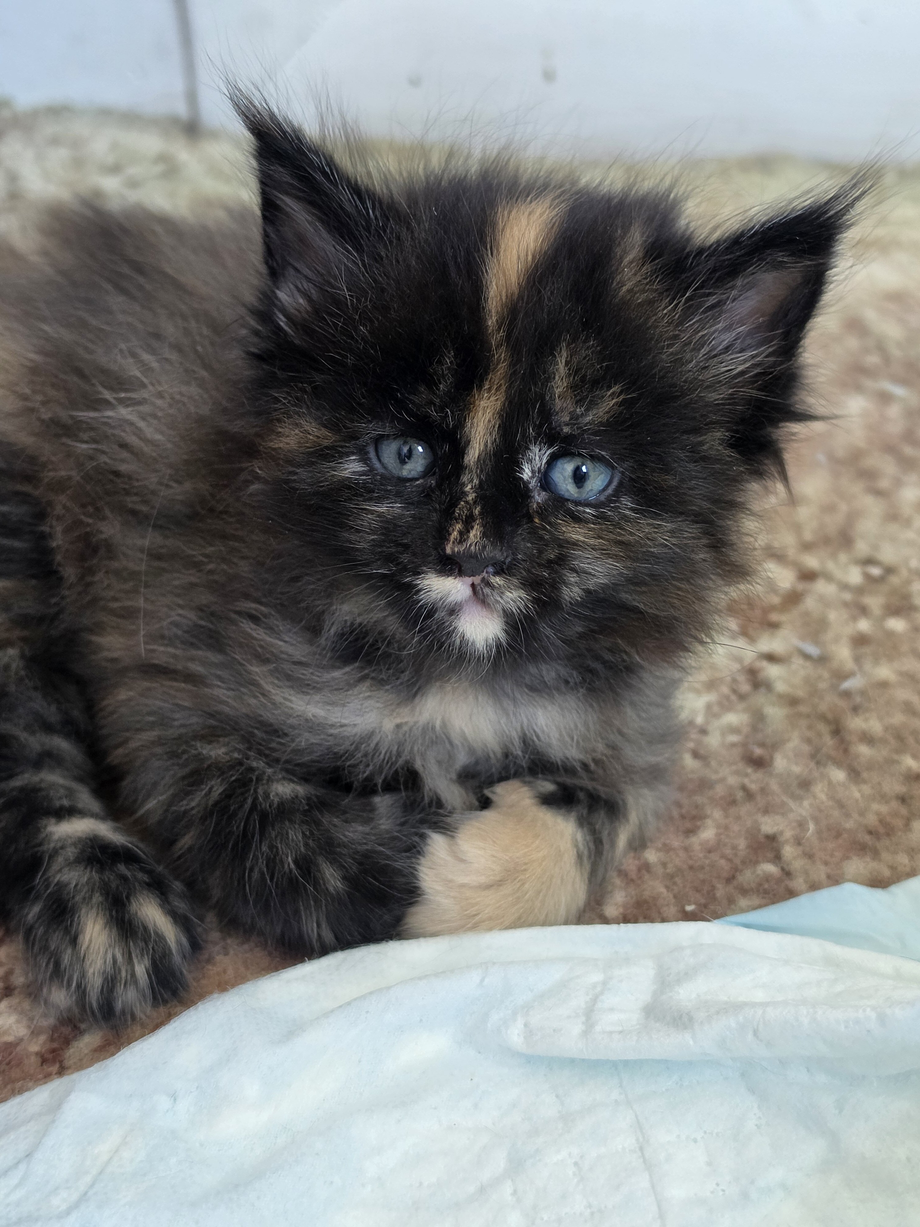 Maine coon kittens image 2
