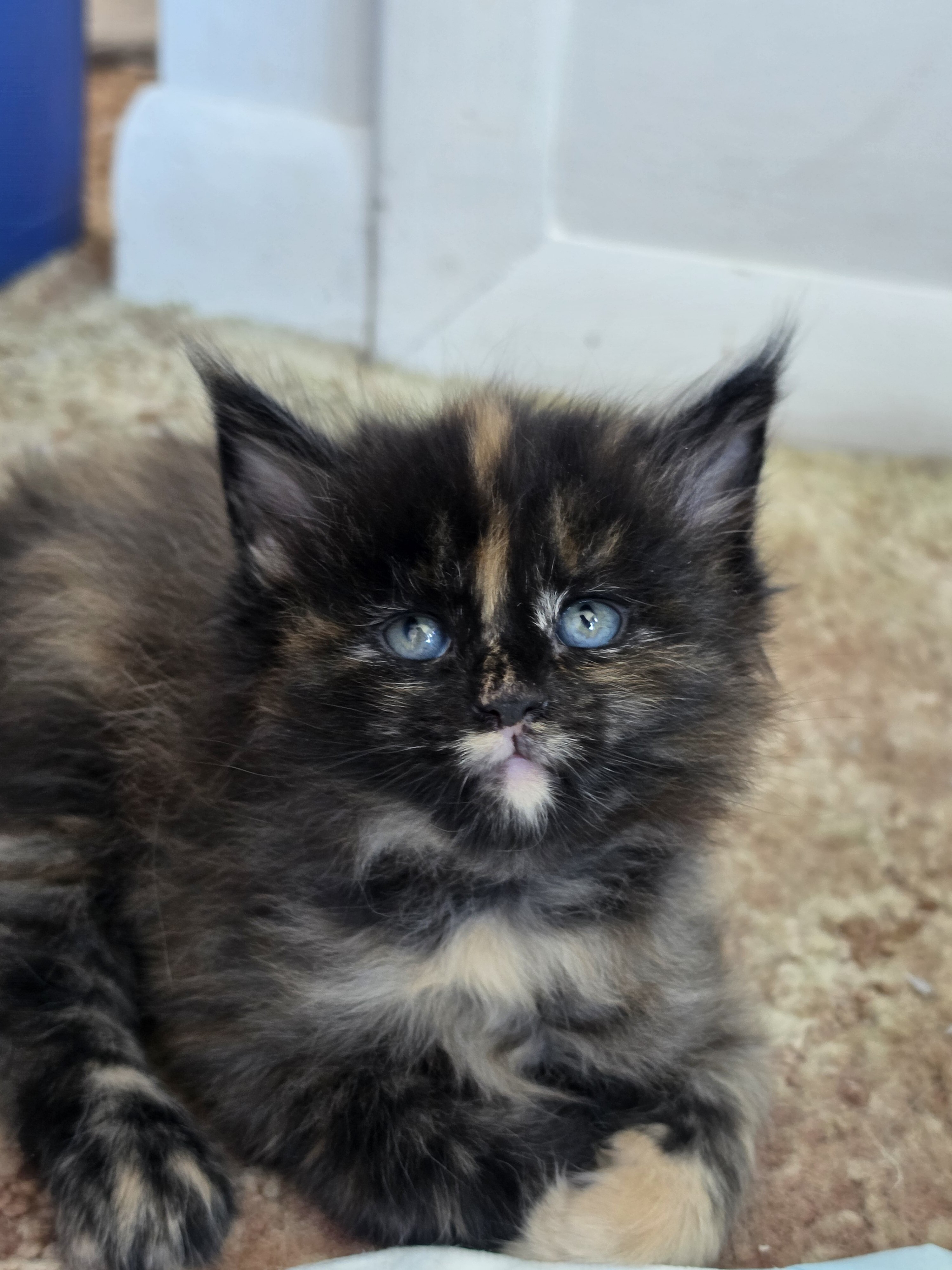 Maine coon kittens image 1