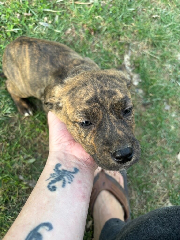 Puppies image 4
