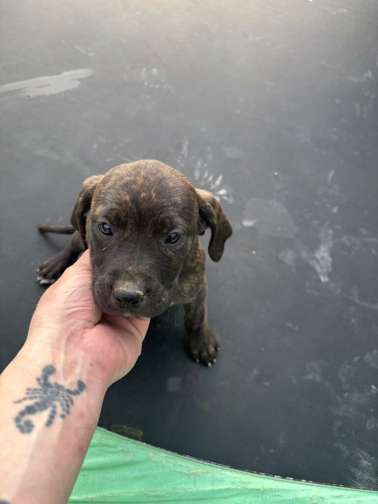 Puppies image 5