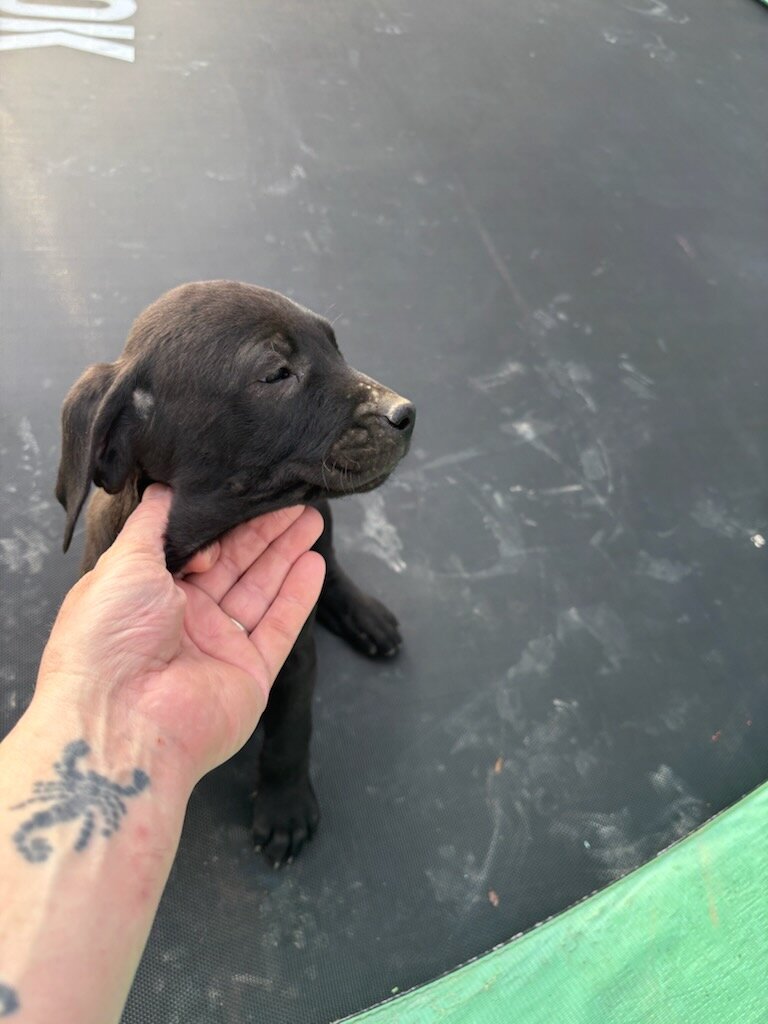 Puppies image 3