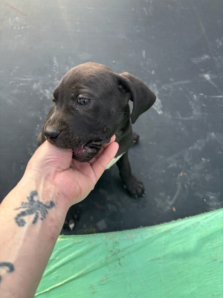 Puppies image 1