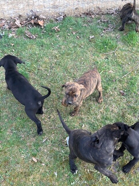 Puppies image 2