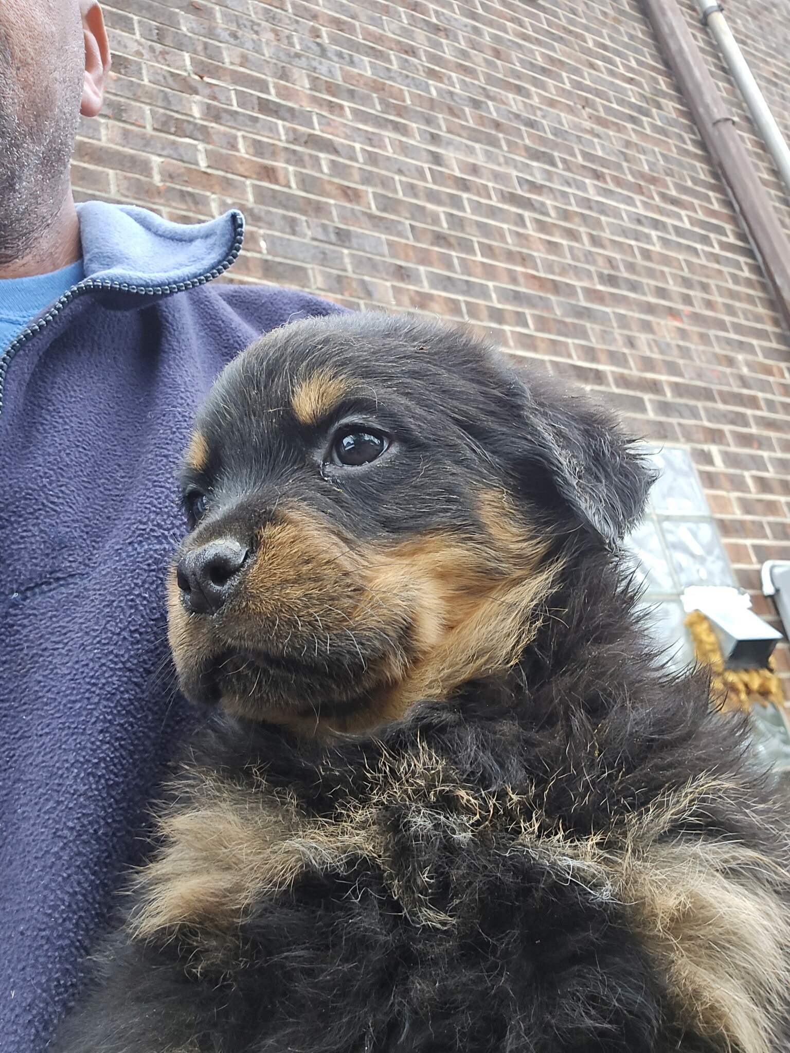Rottweiler puppy image 1