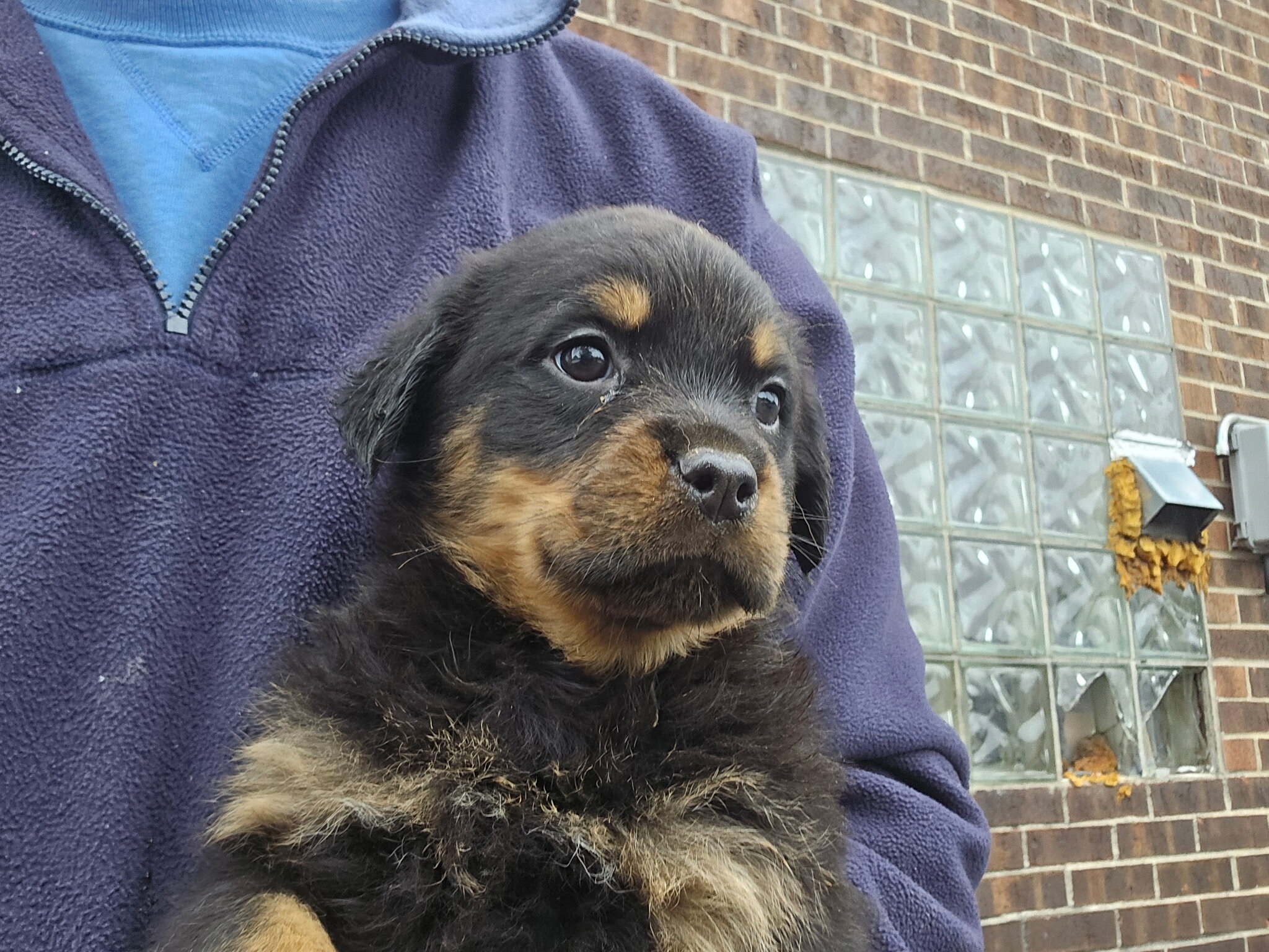 Rottweiler puppy image 2