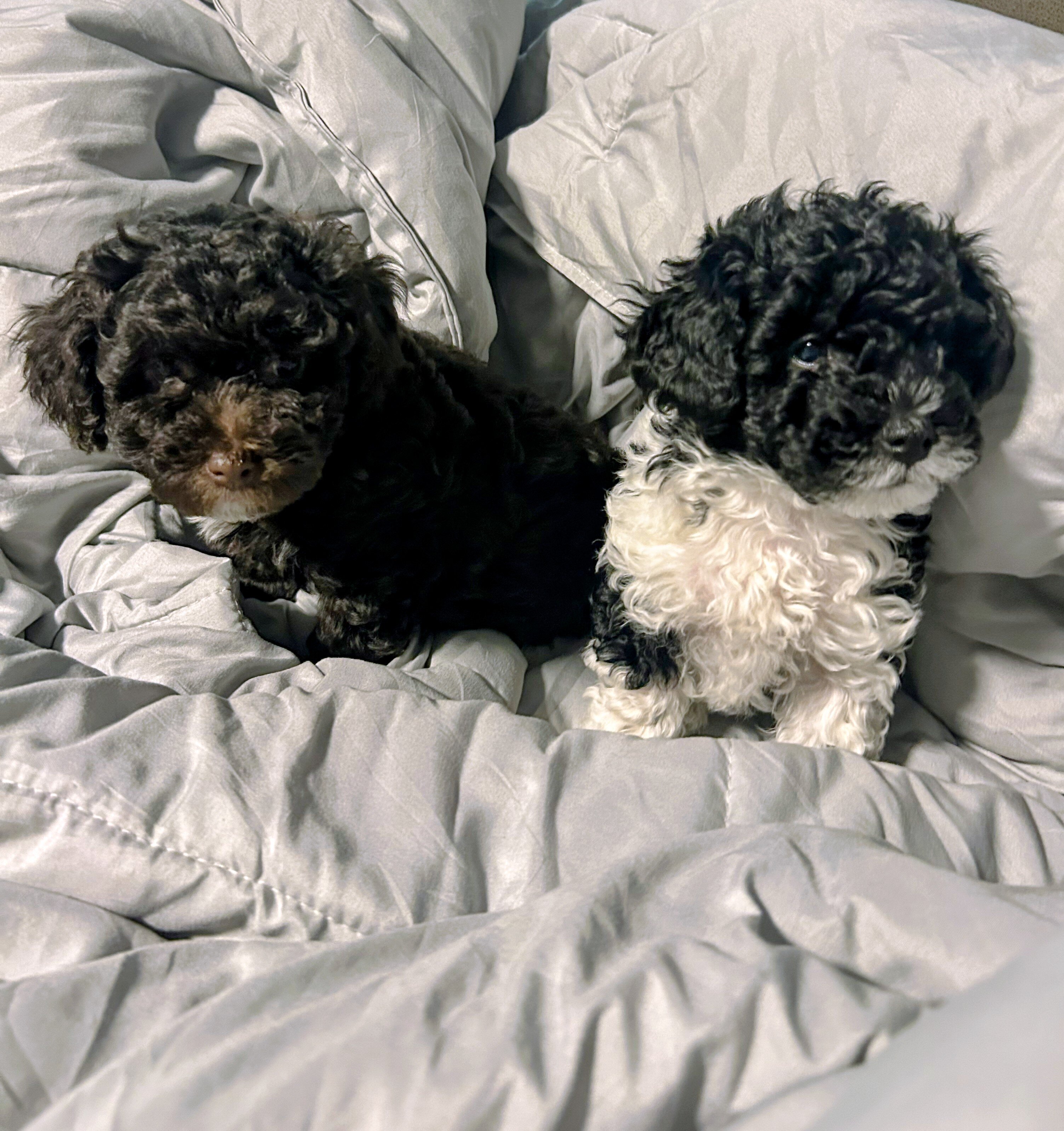 Toy poodle image 2