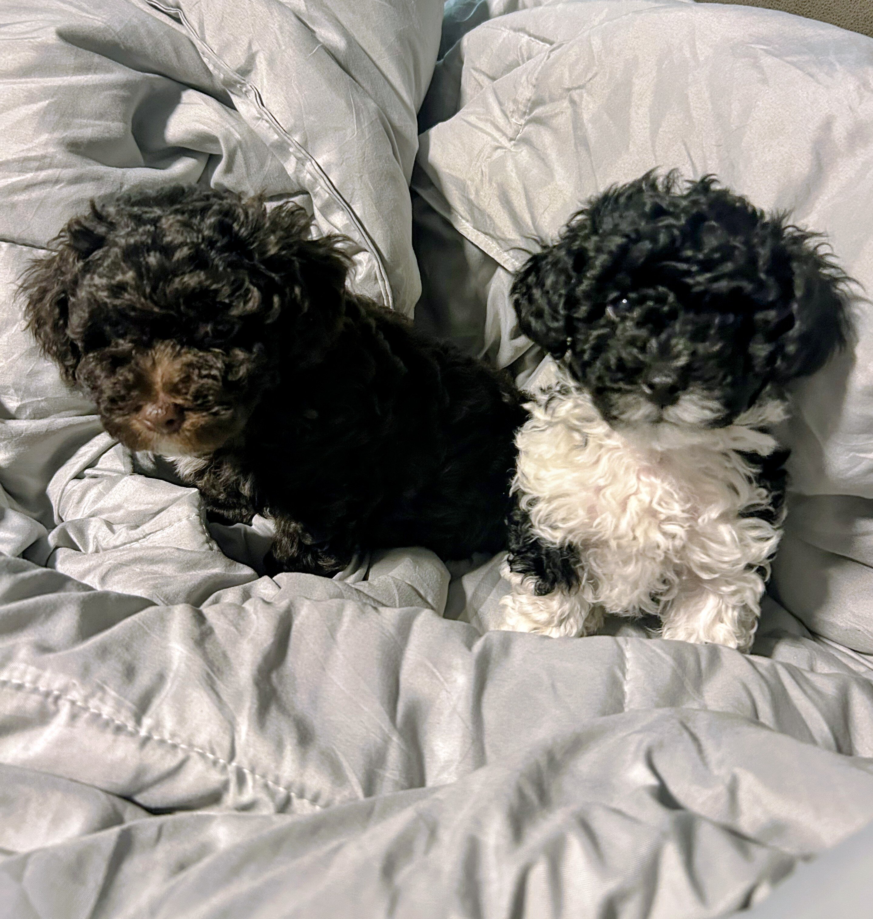 Toy poodle image 1