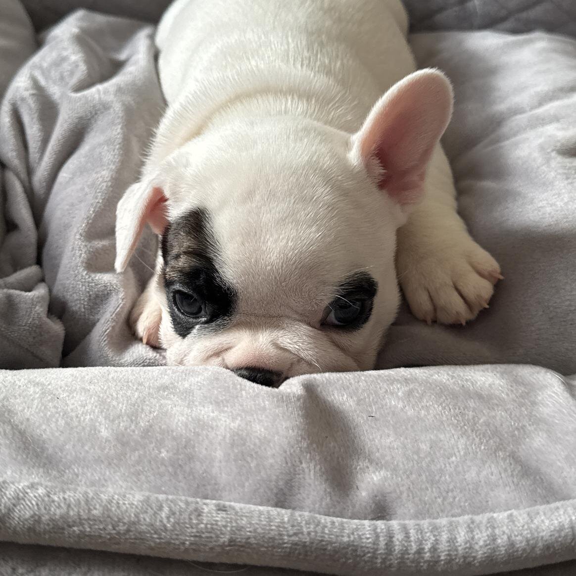 French bulldog puppies image 7
