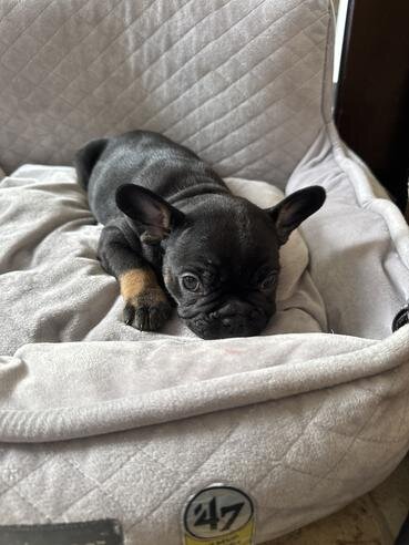 French bulldog puppies image 6