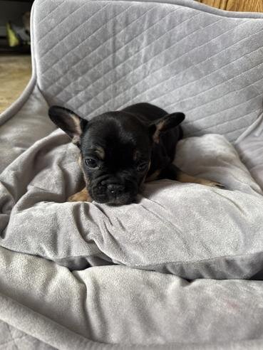 French bulldog puppies image 5