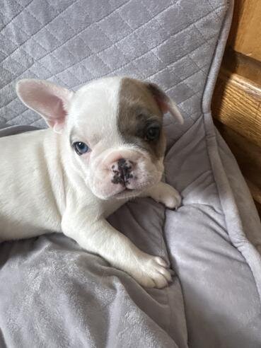 French bulldog puppies image 4