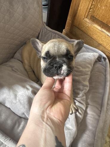 French bulldog puppies image 3
