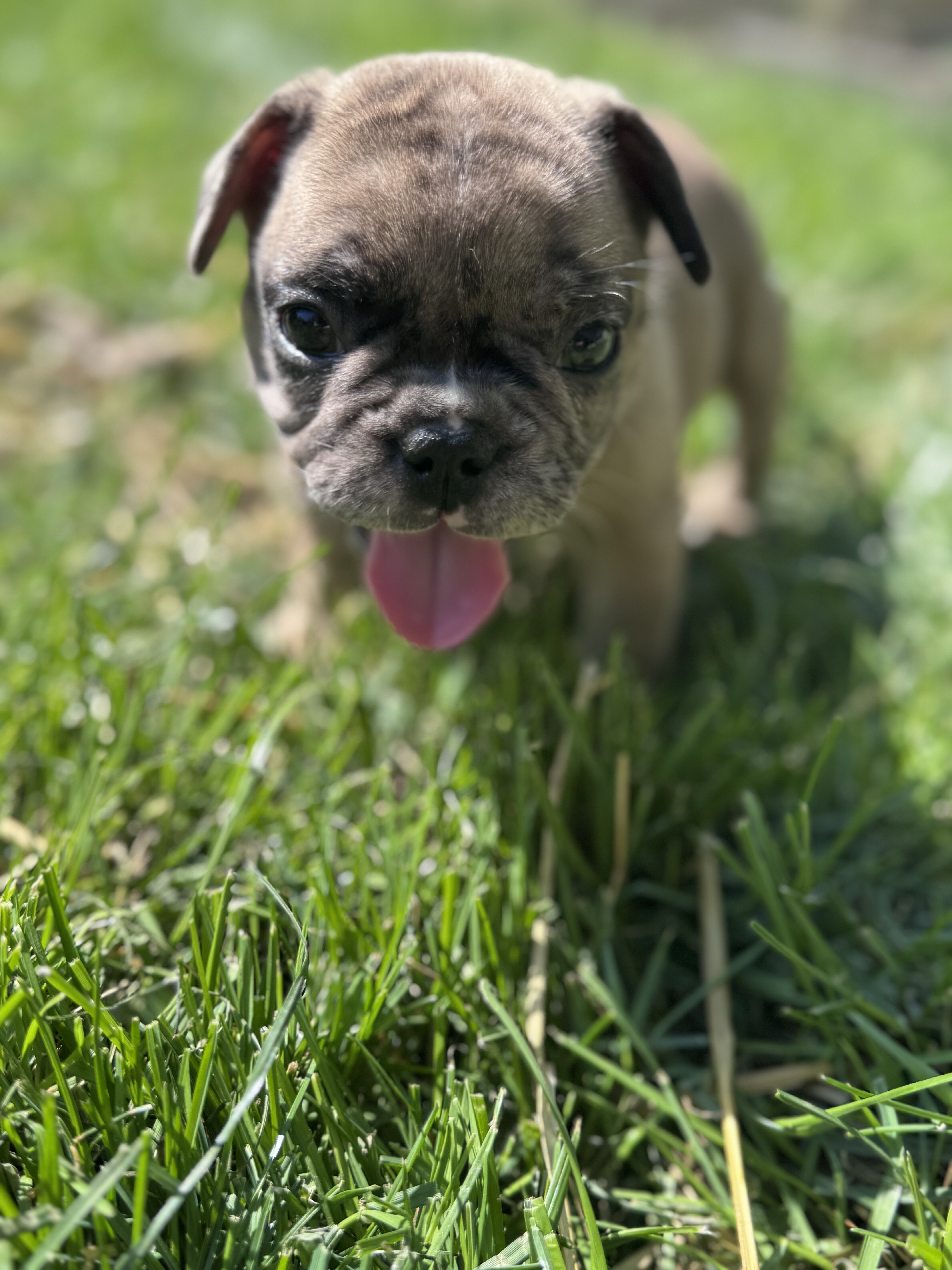 French bulldog puppies image 2