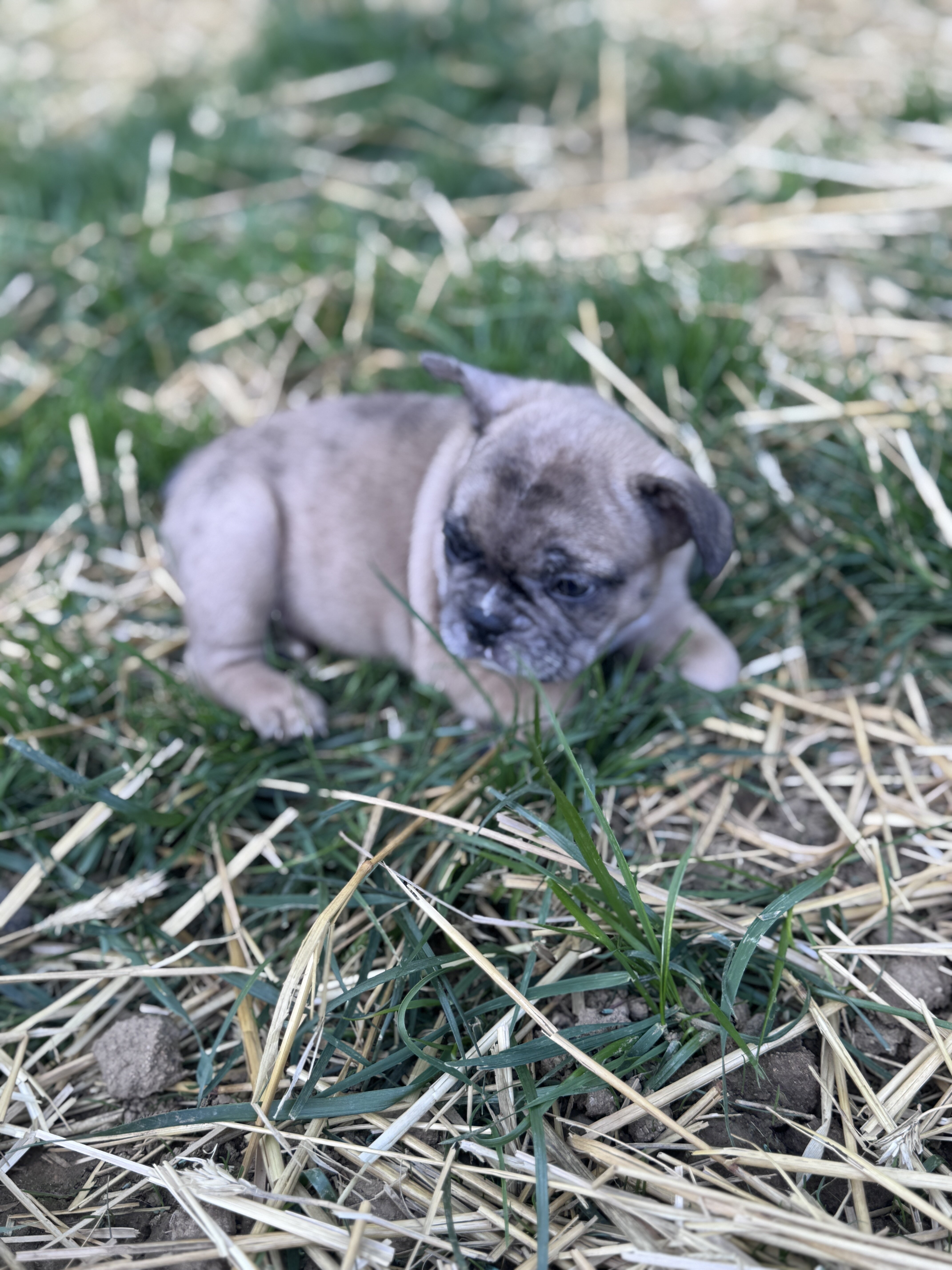 French bulldog puppies image 1