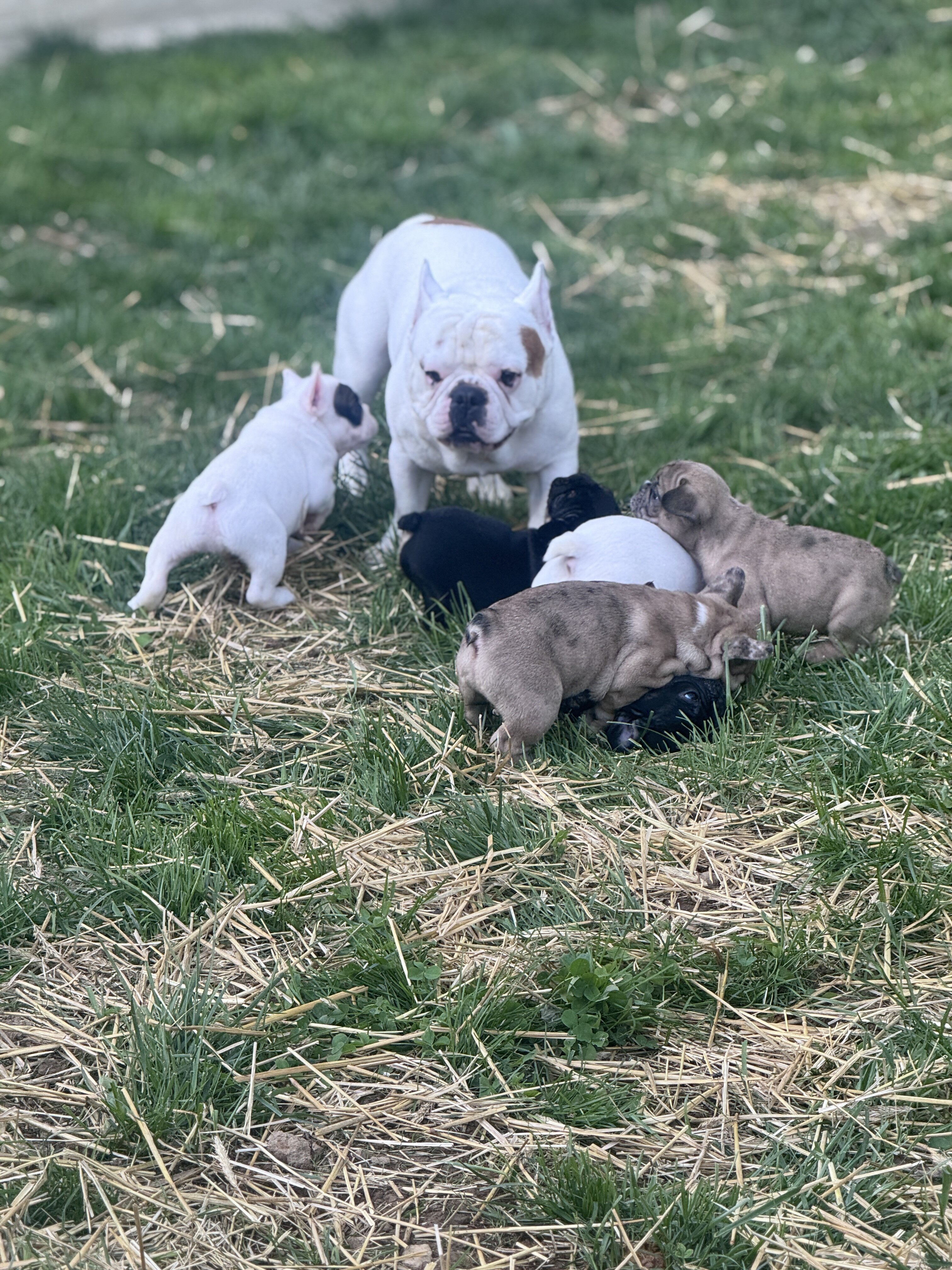 French bulldog puppies image 10