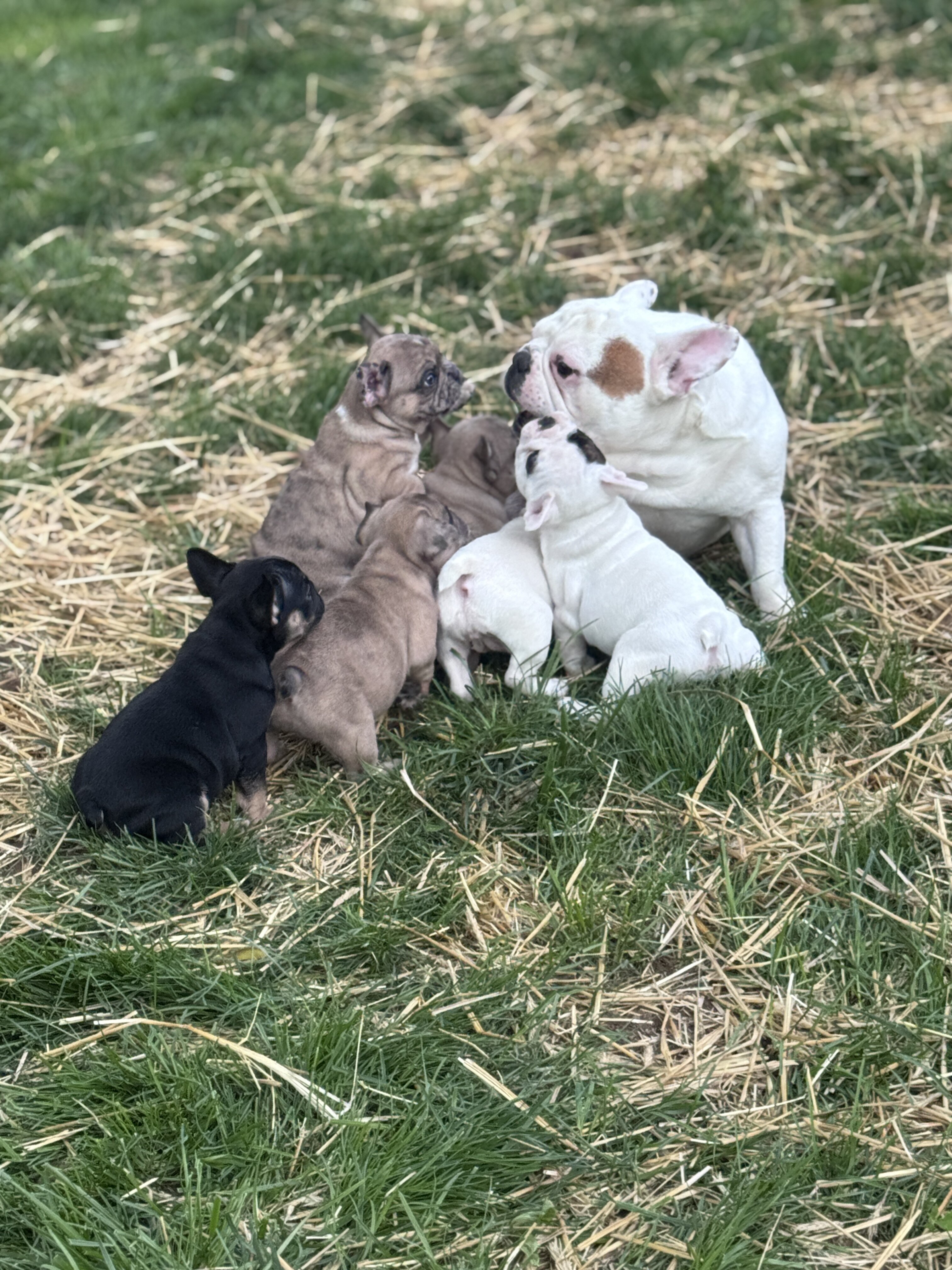 French bulldog puppies image 9