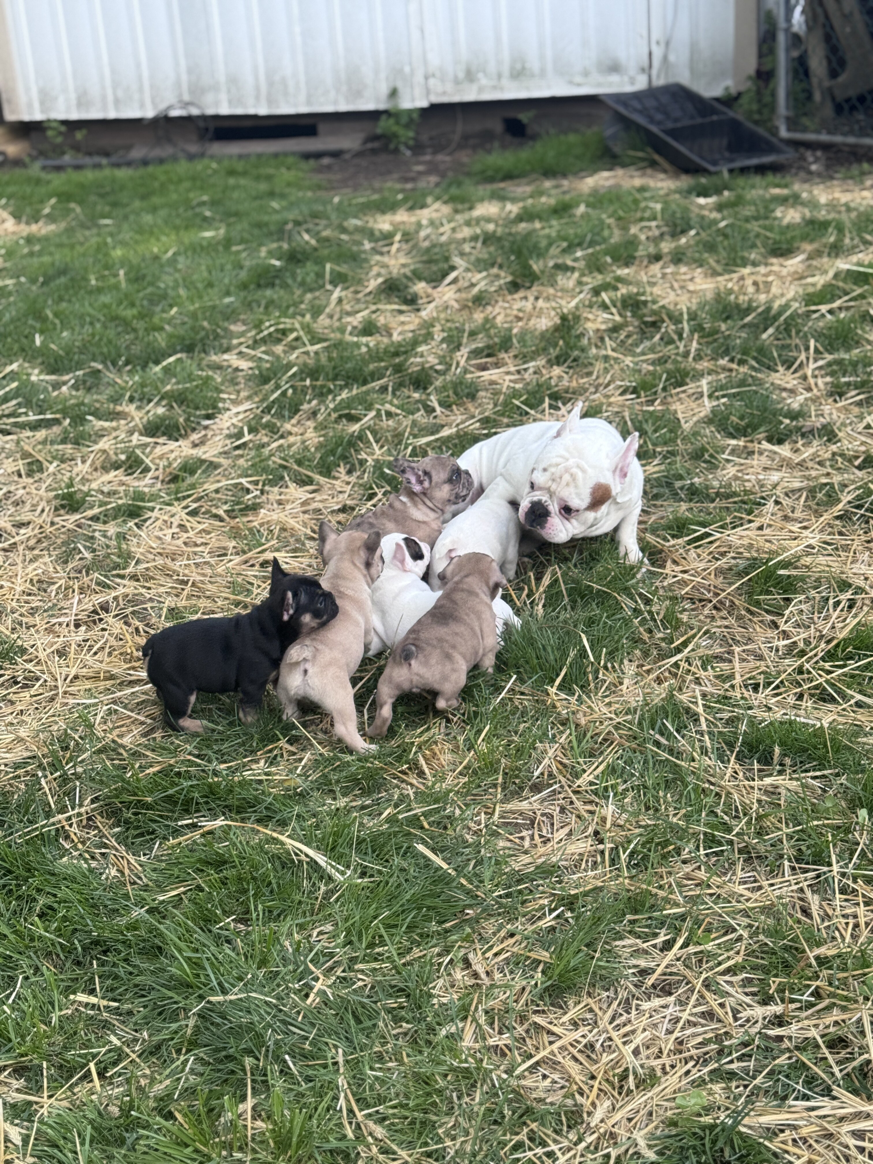 French bulldog puppies image 8