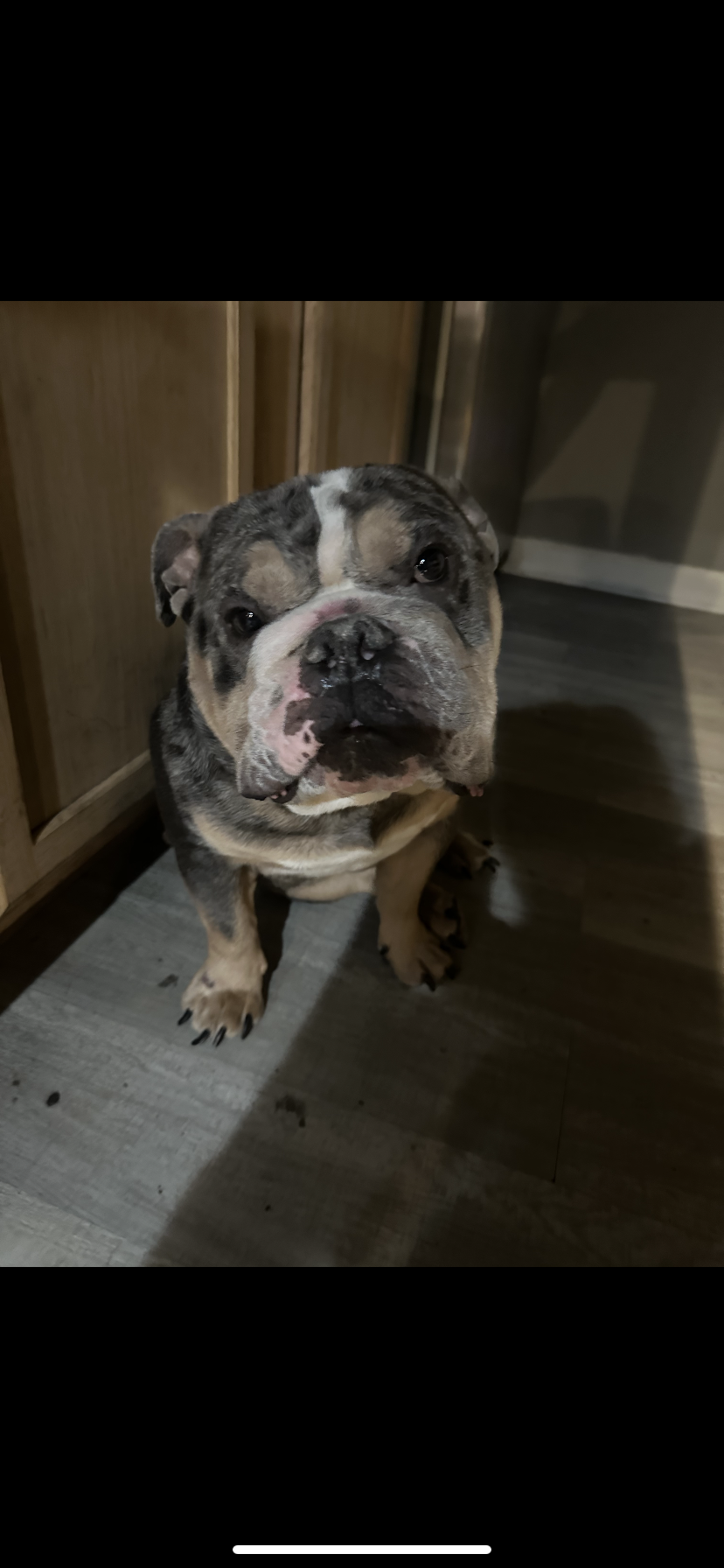 Blue Merle Tri English Bulldog image 1