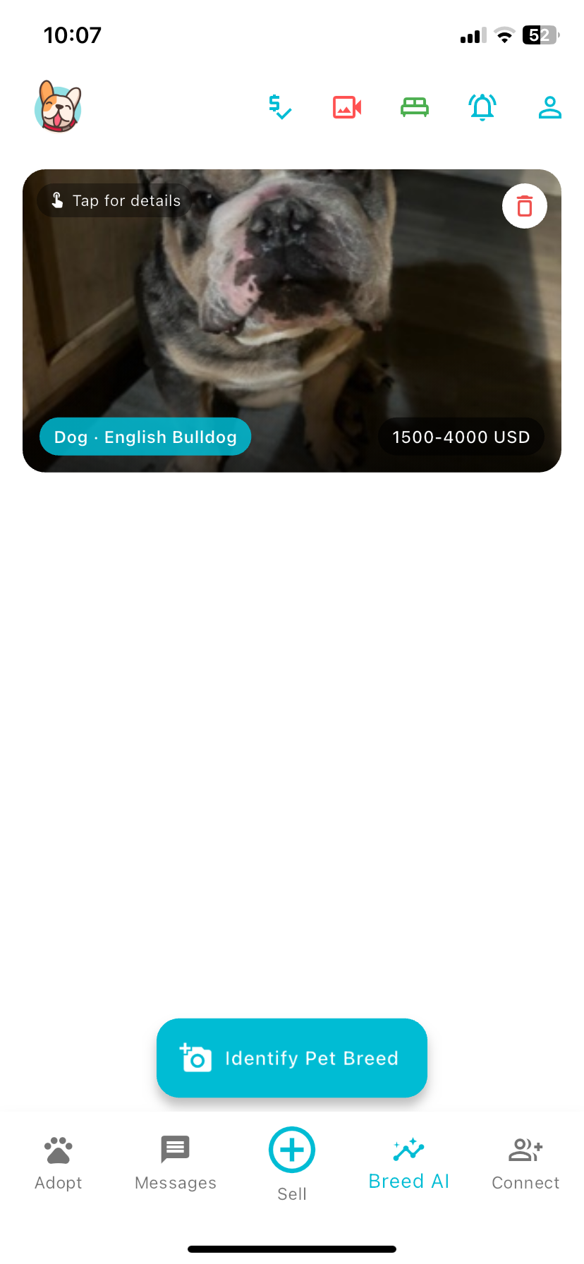 Blue Merle Tri English Bulldog image 2