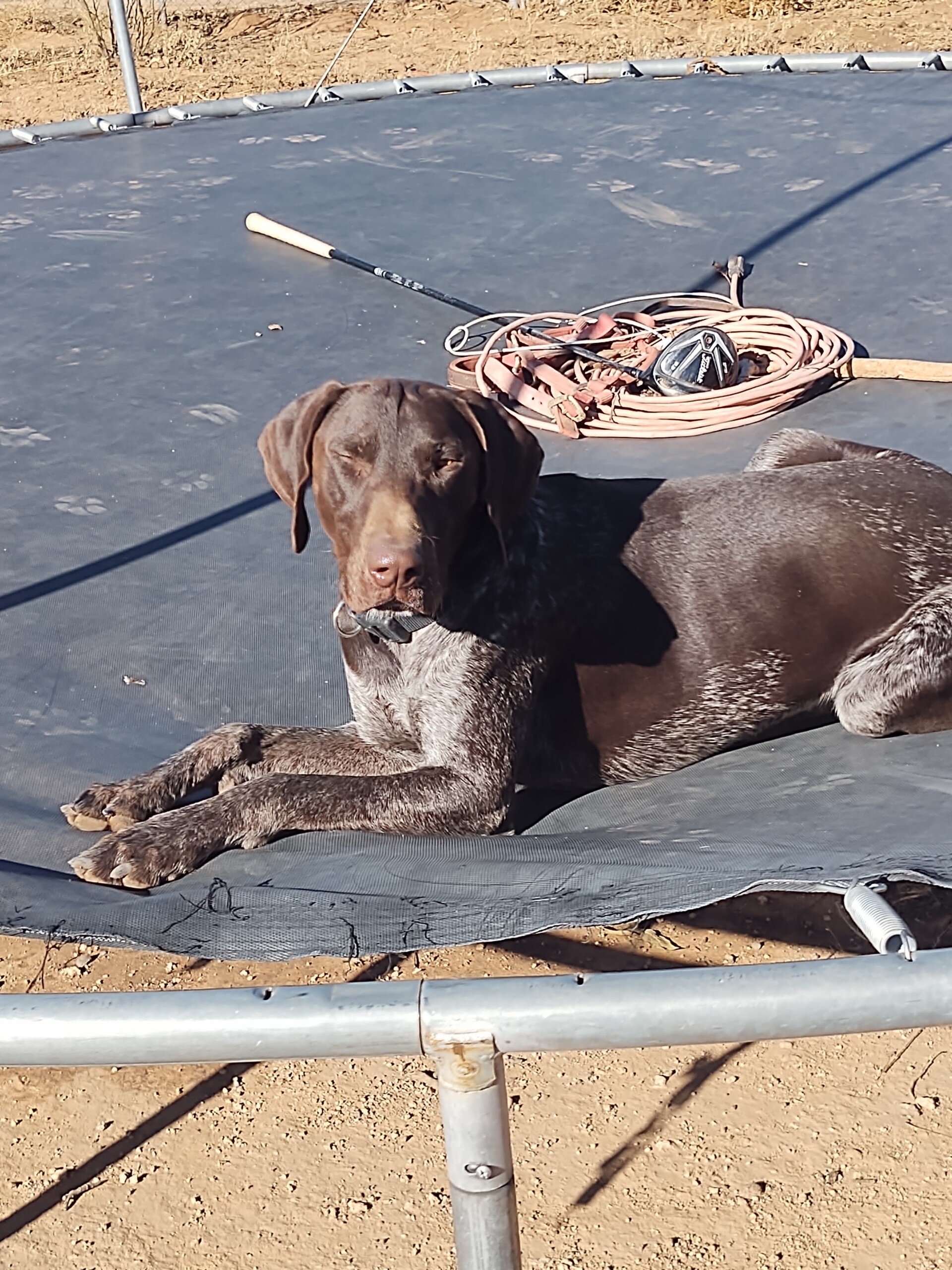 German shorthaired Pointer image 1