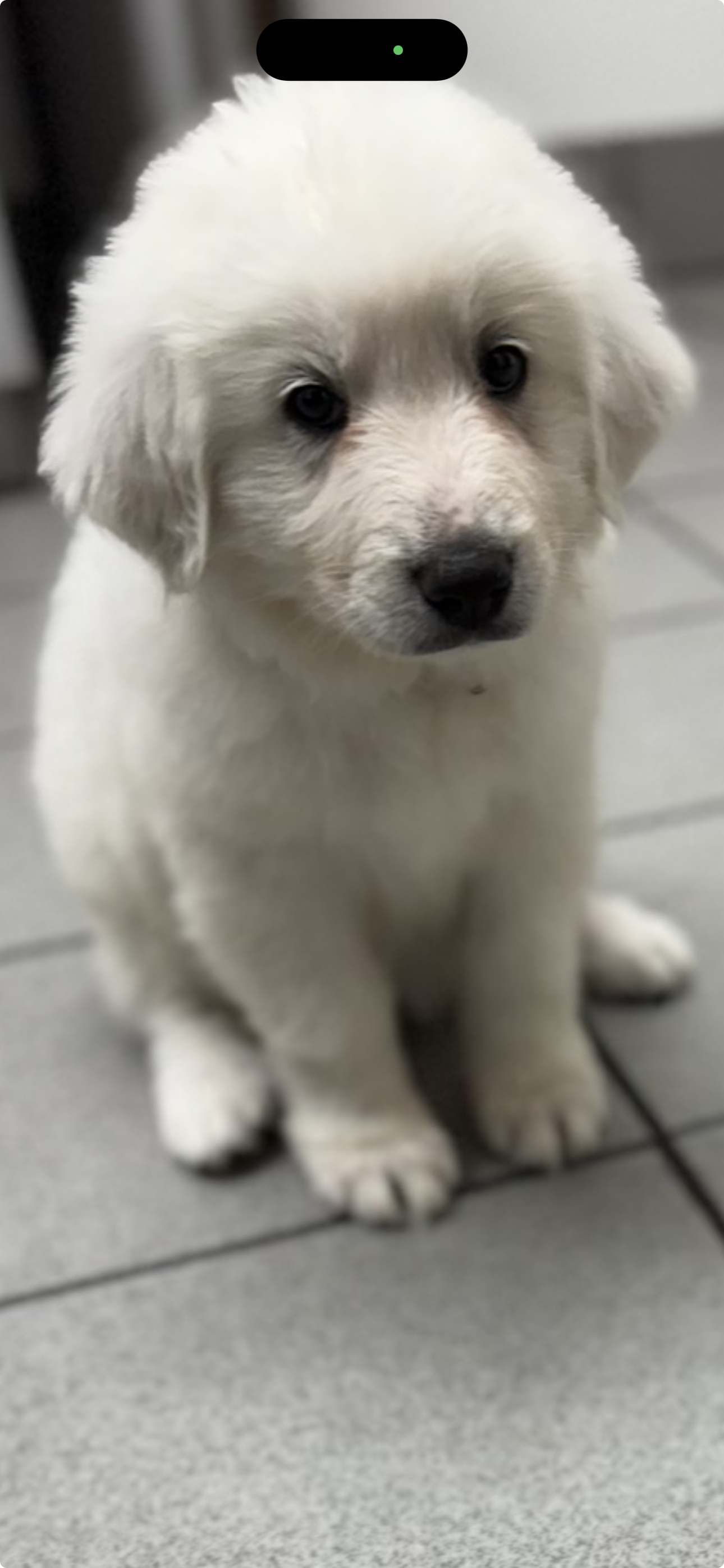 Great Pyrenees/Maremma Puppies image 1