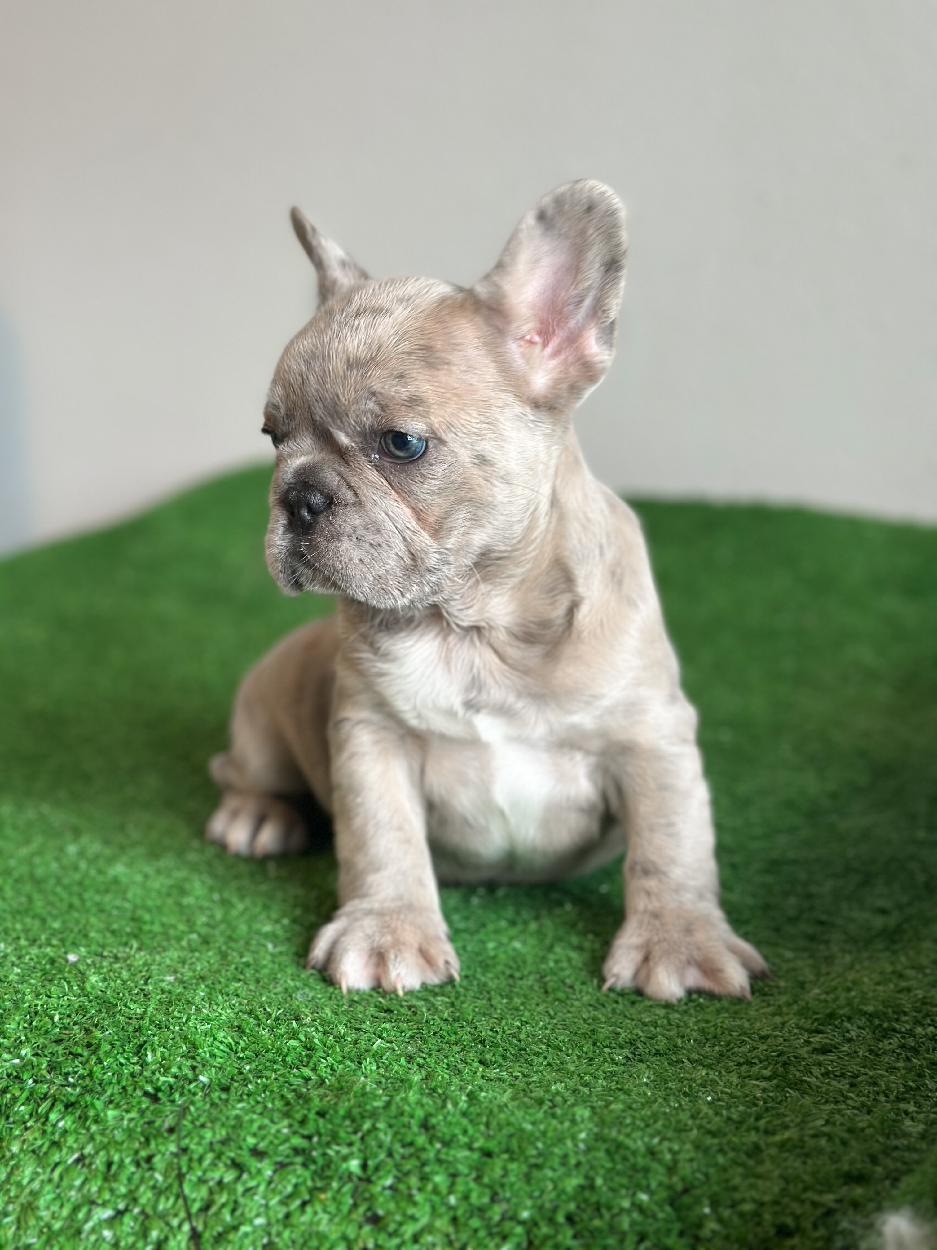 French Bulldog Puppies image 4
