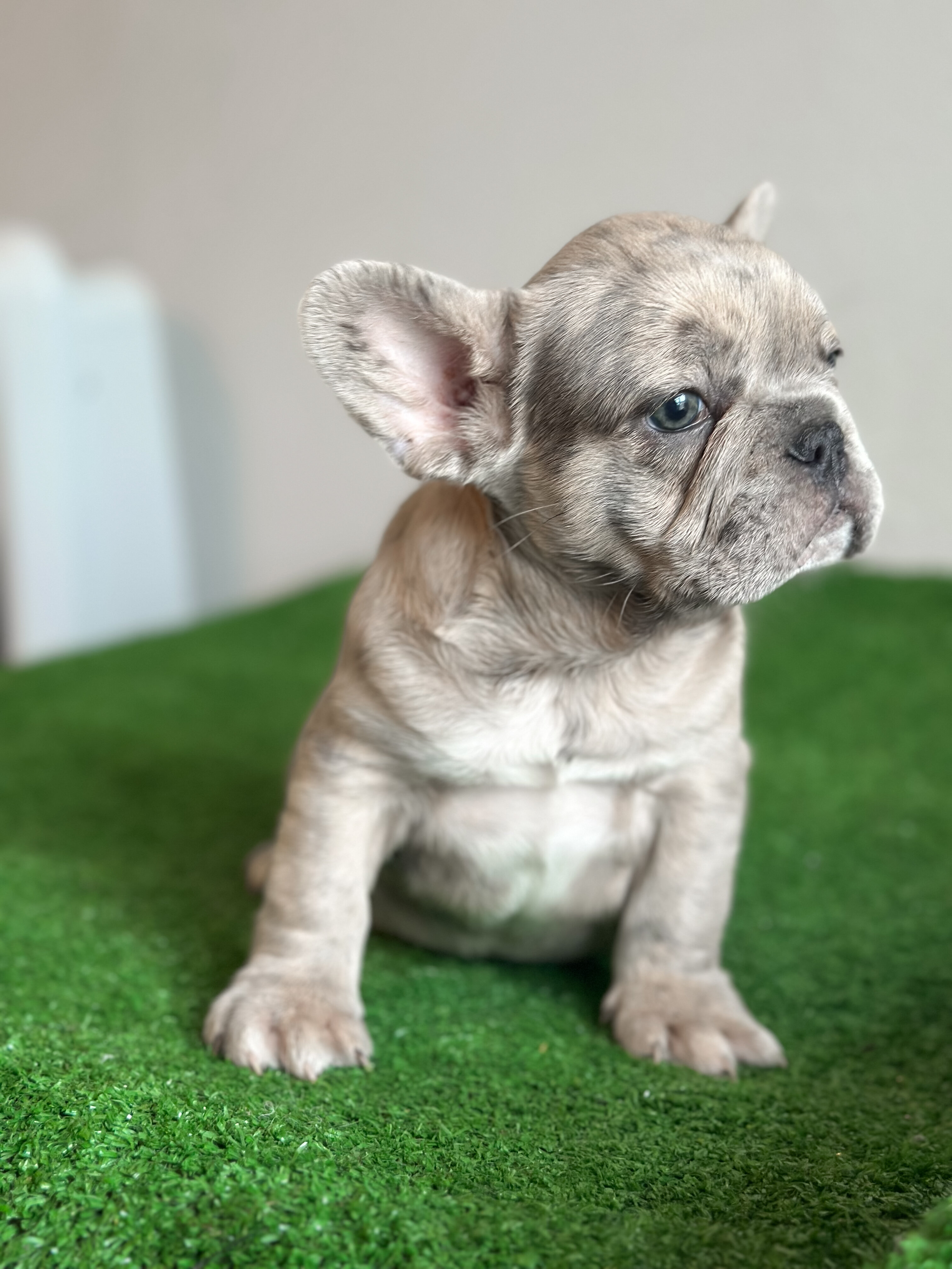 French Bulldog Puppies image 3