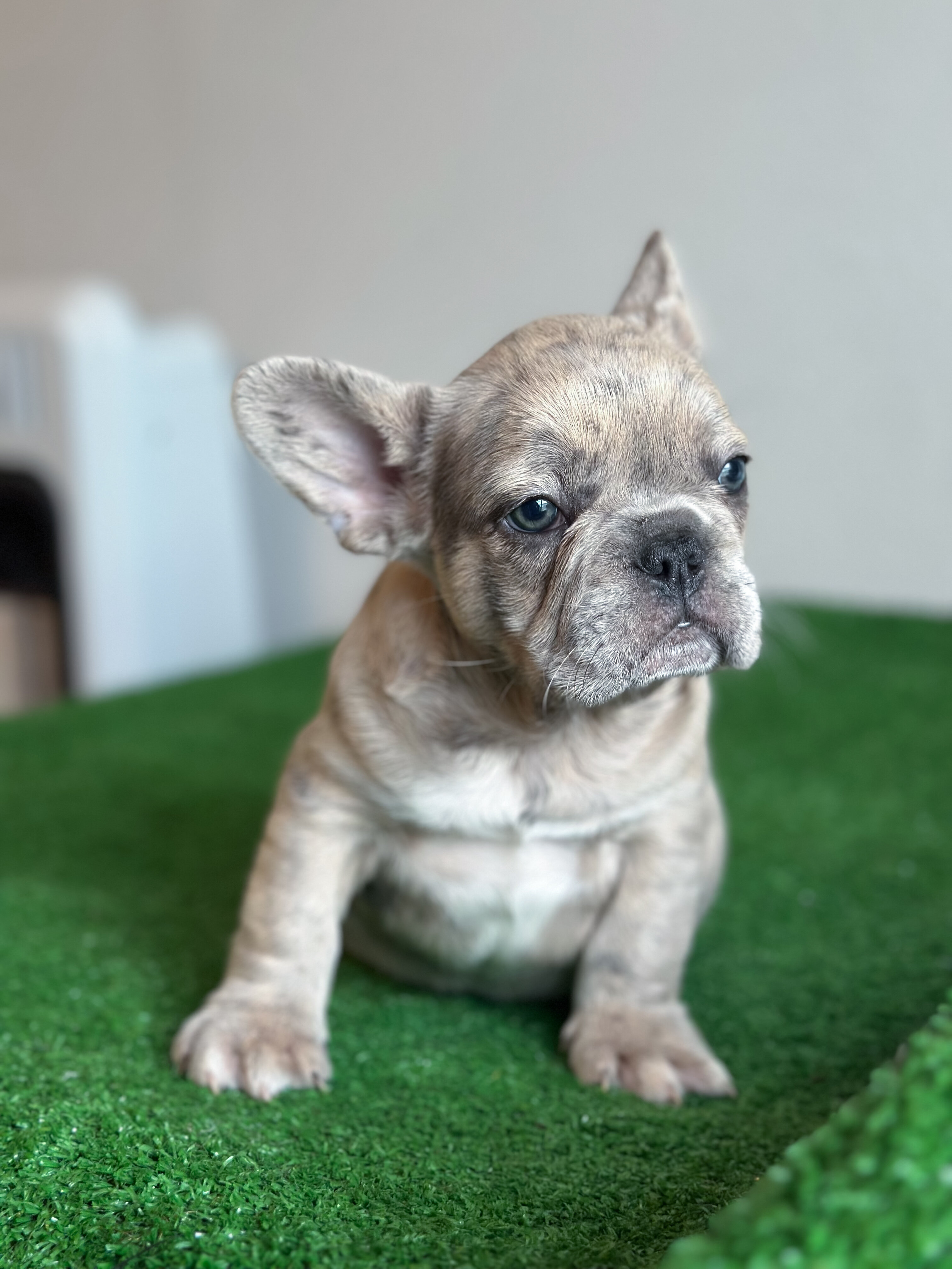 French Bulldog Puppies image 2