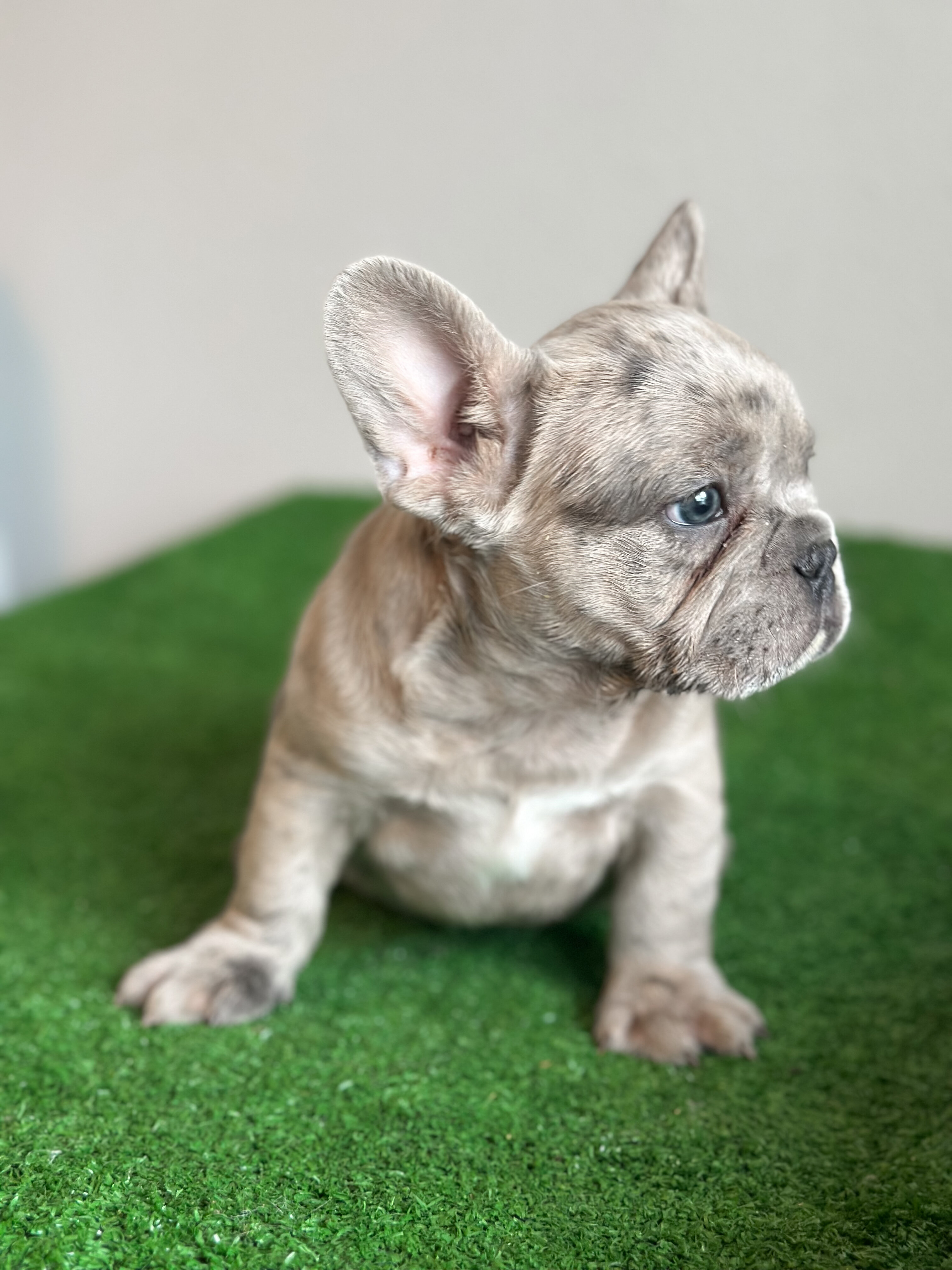 French Bulldog Puppies image 1